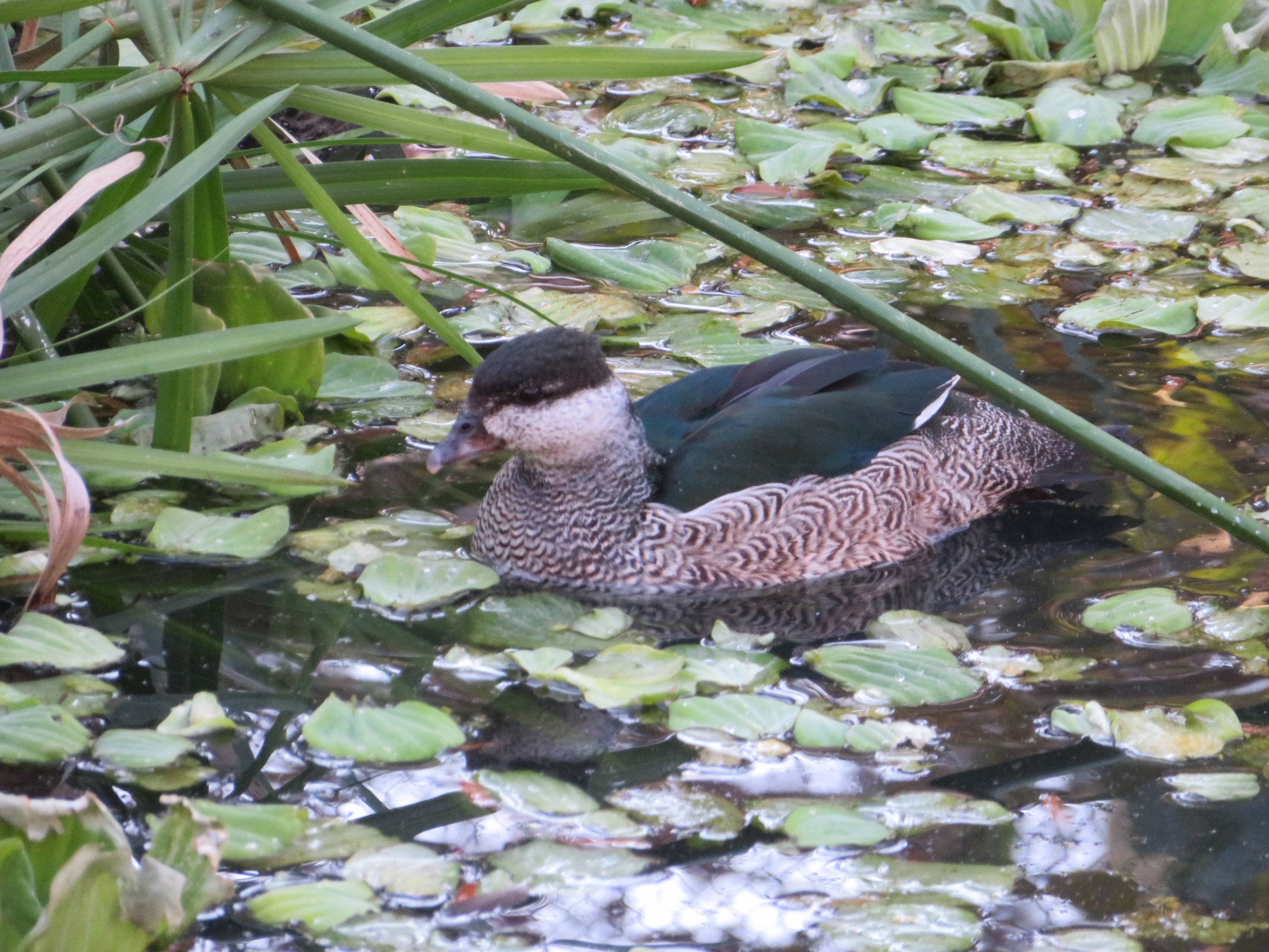 Green Pygmy Goose