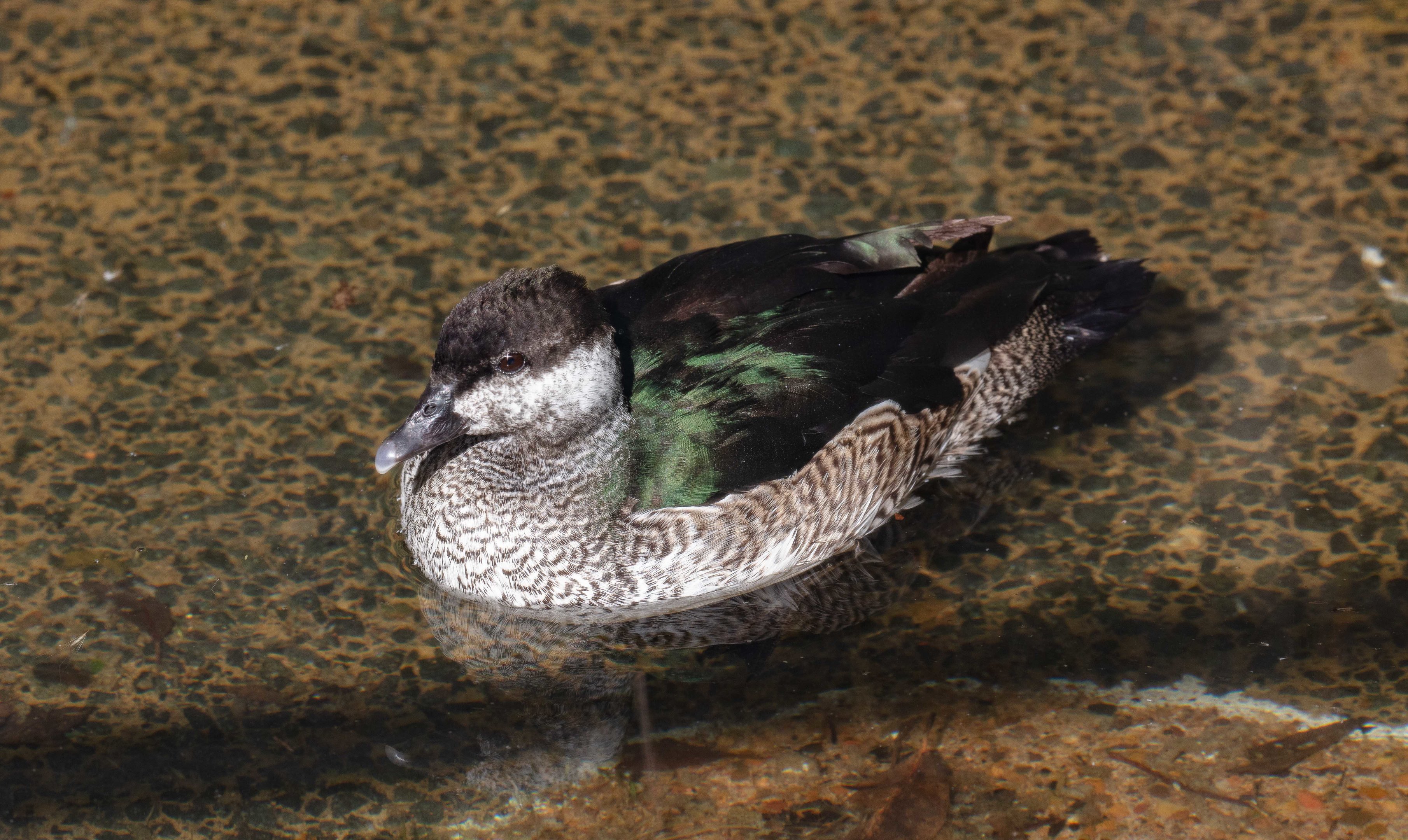 Green Pygmy Goose