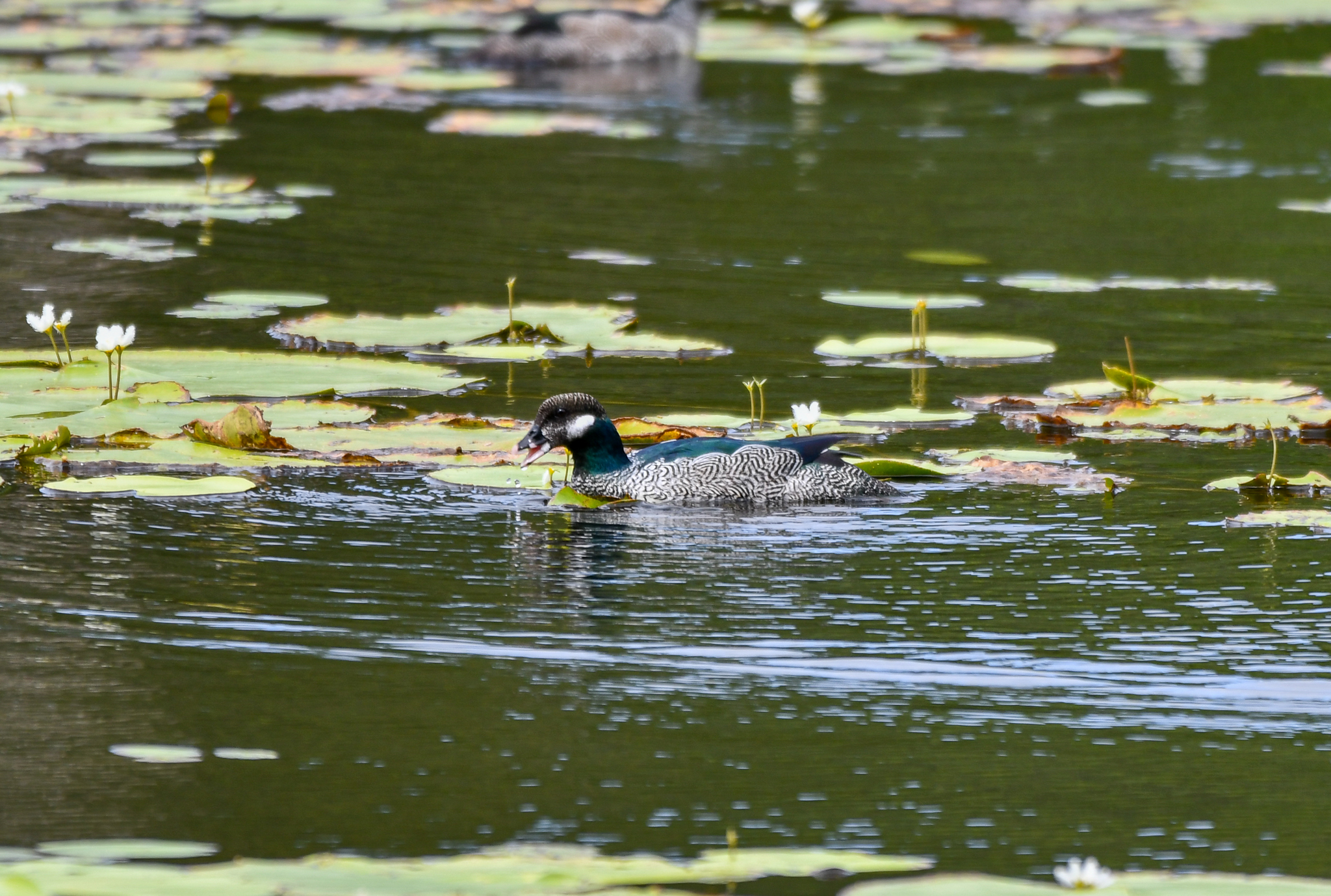 Green Pygmy-Goose