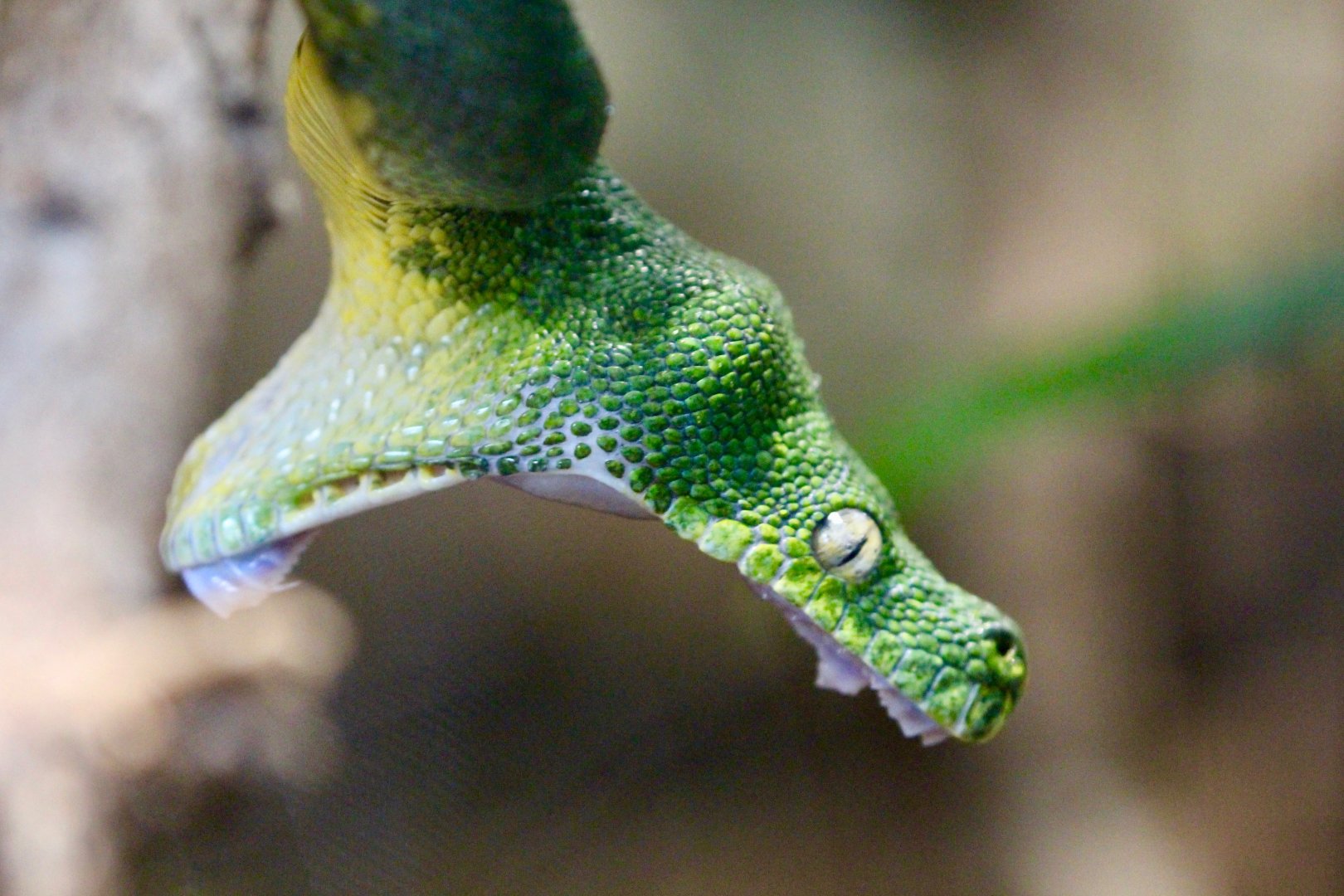 Green Python, Berlin Zoo, April 2019