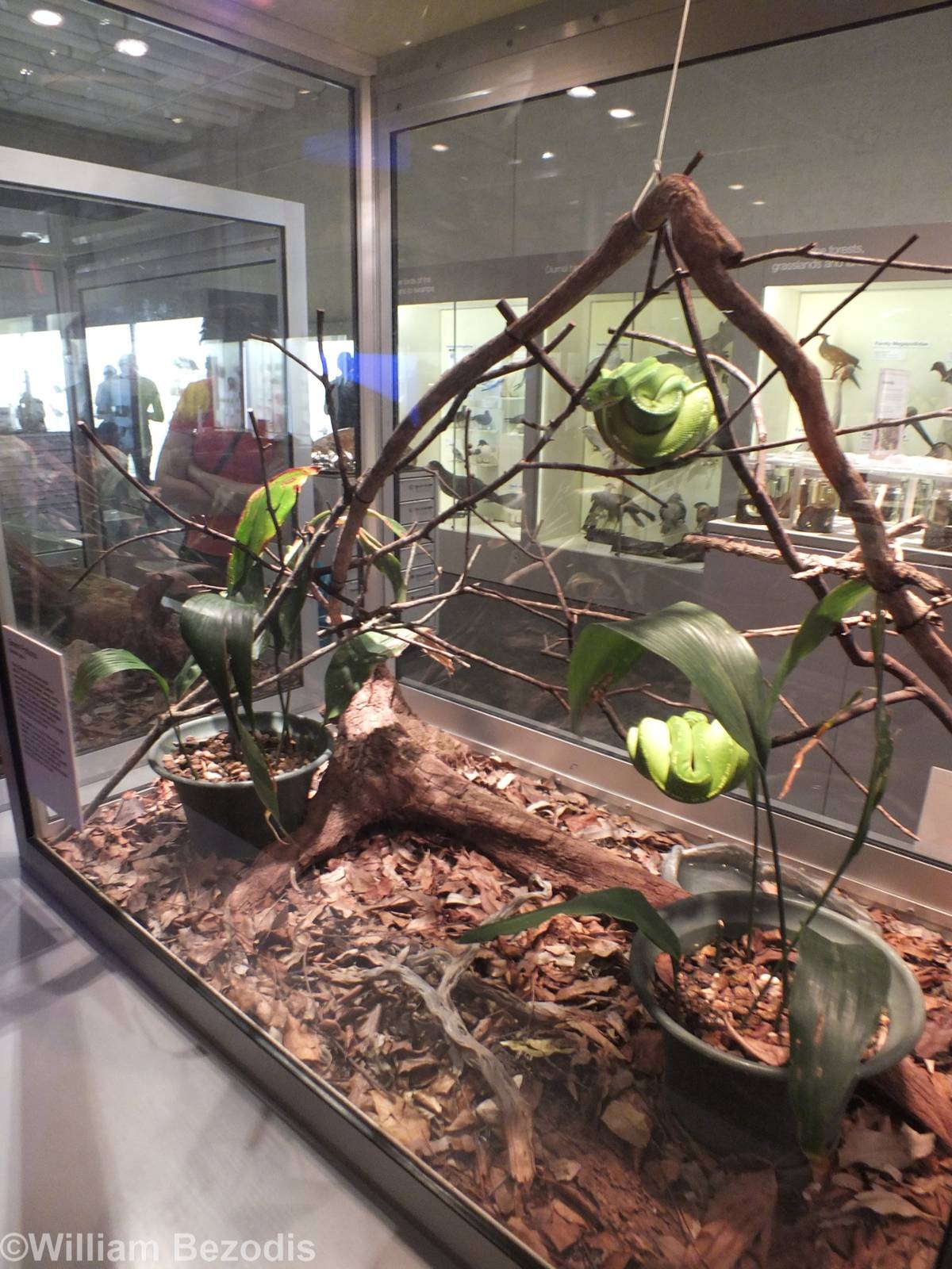 Green Python Enclosure - Queensland Museum