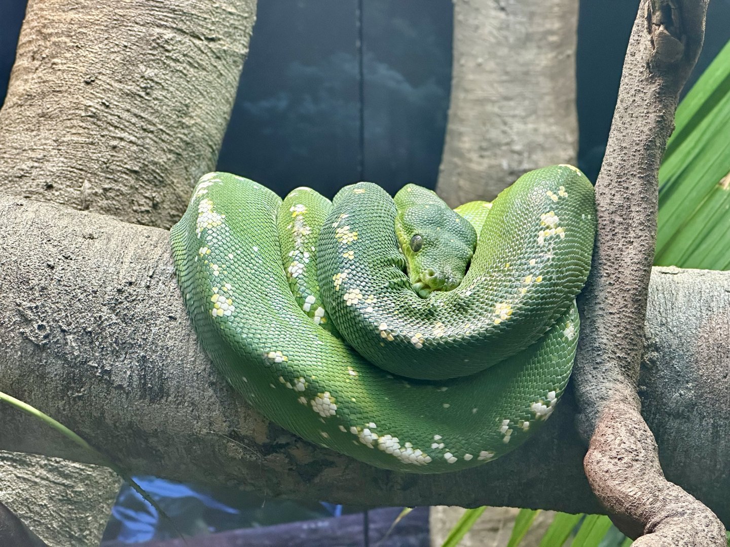 Green python (Morelia viridis)