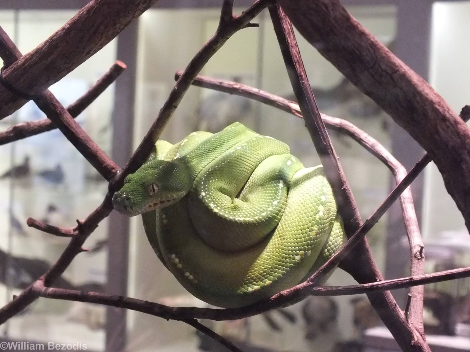 Green Python - Queensland Museum