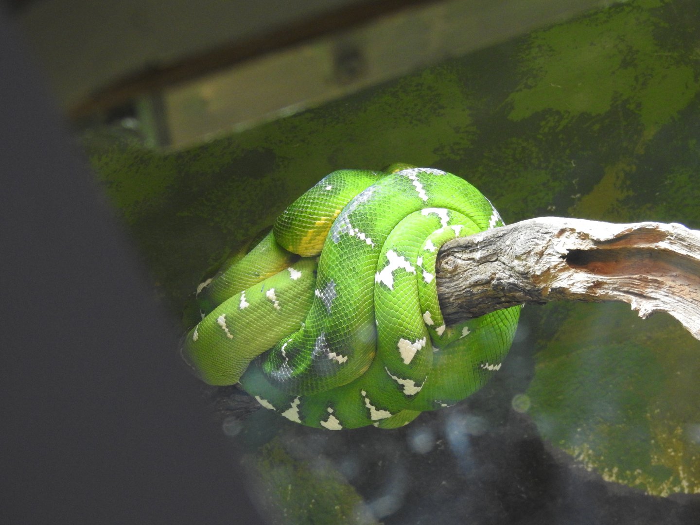 Green python (unknown)