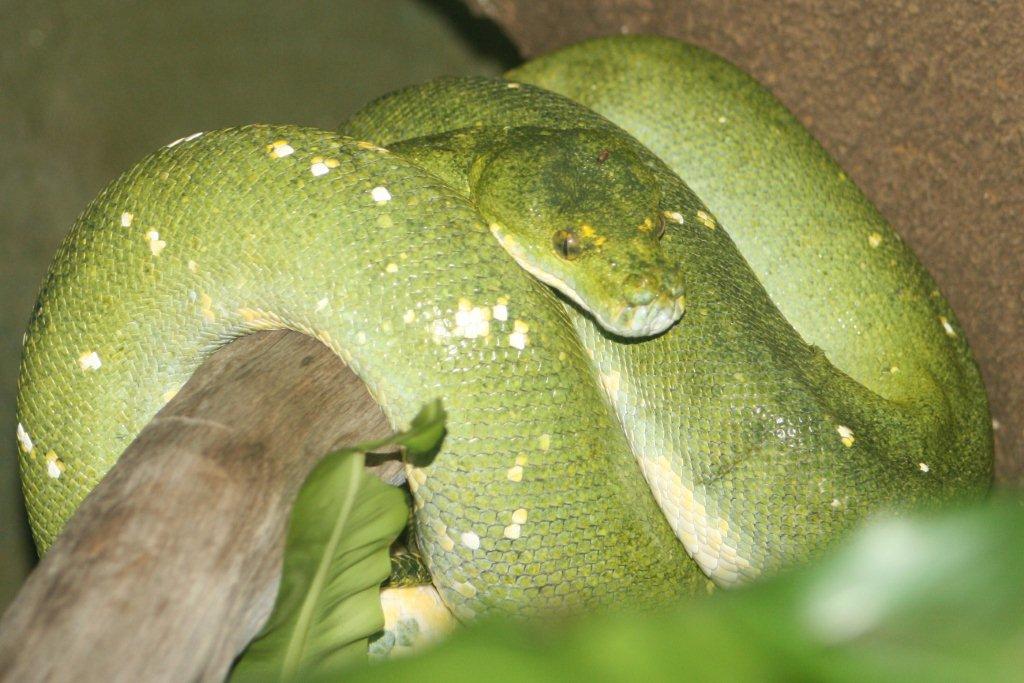 Green Python