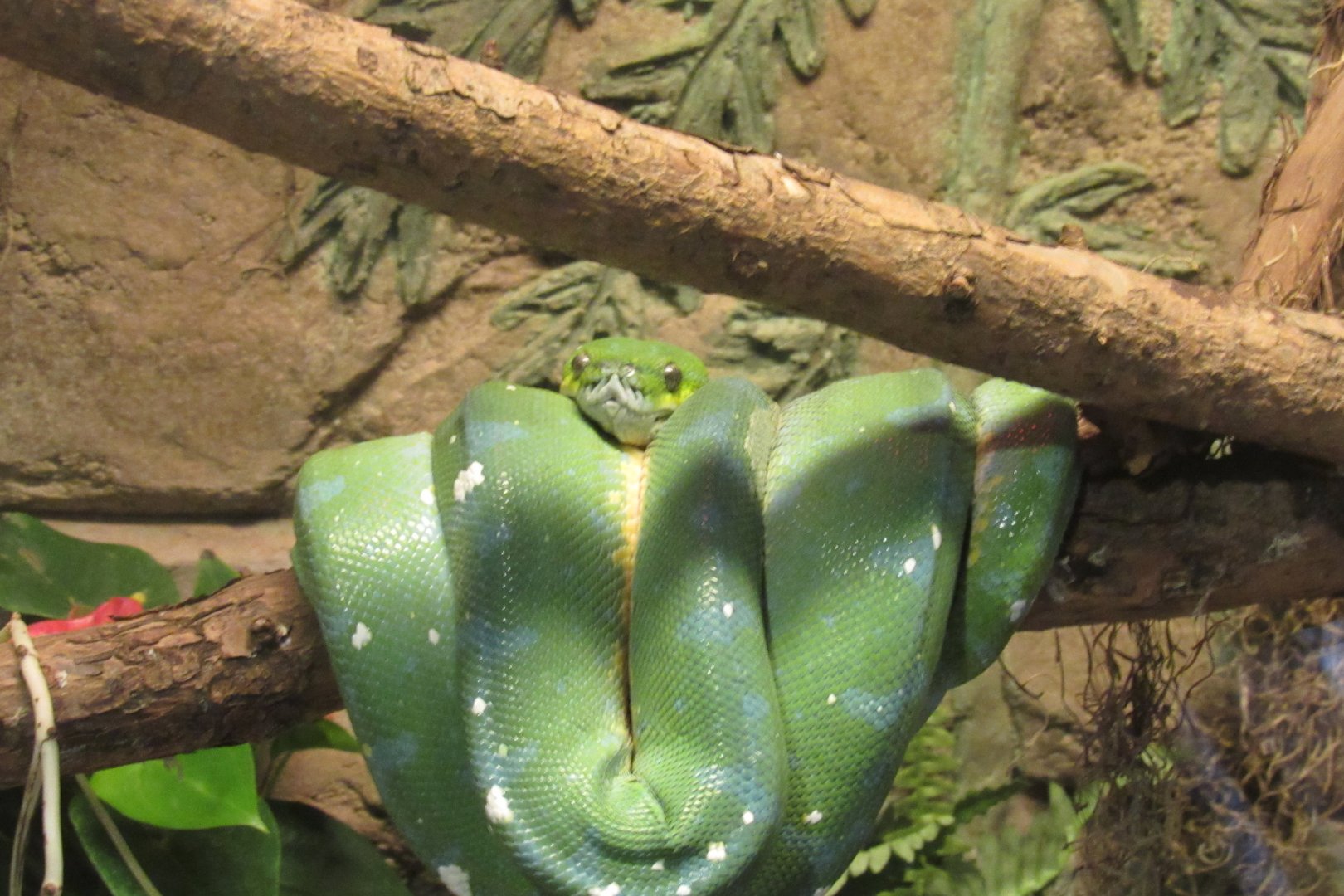 green python