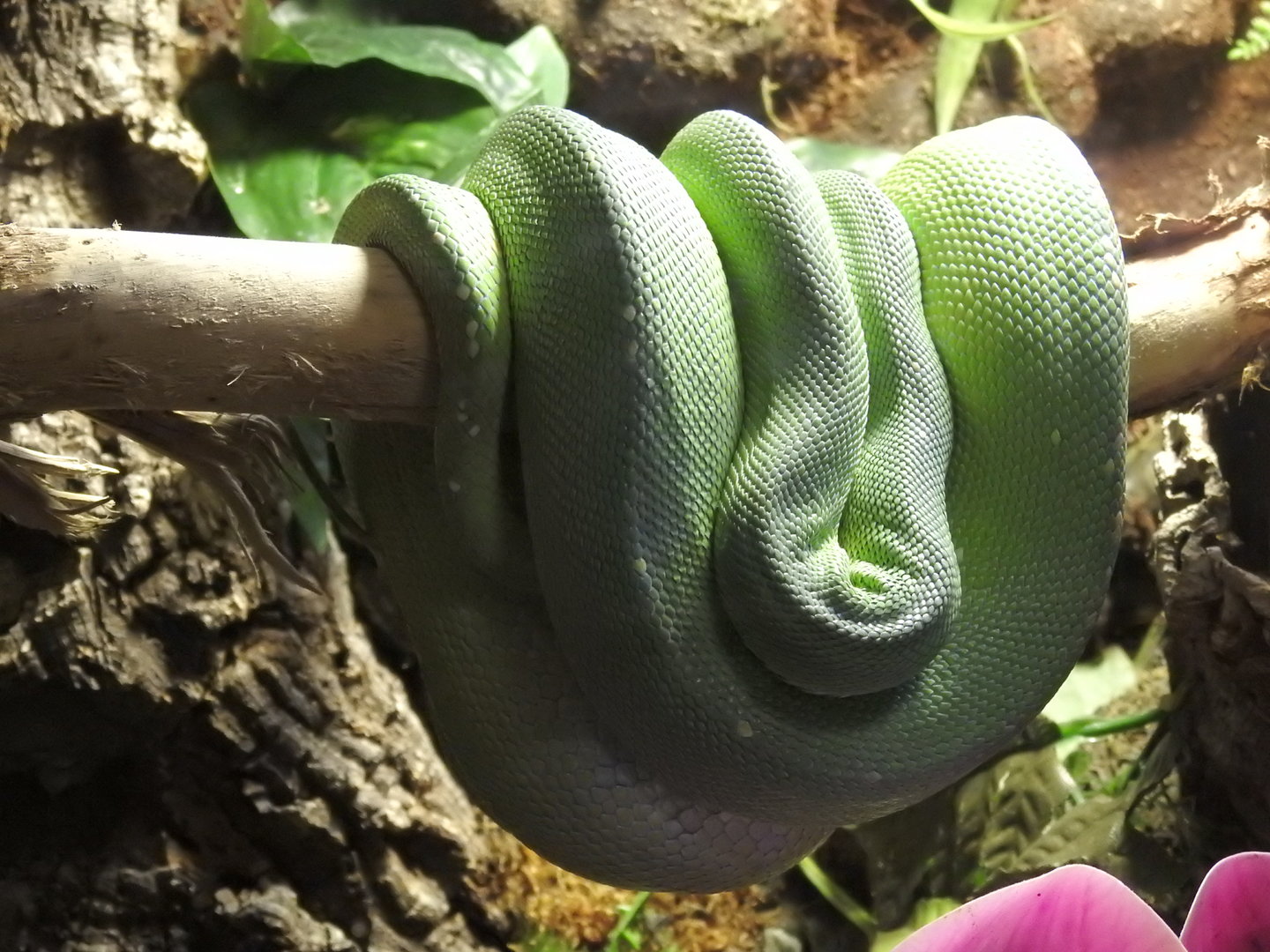 Green Python
