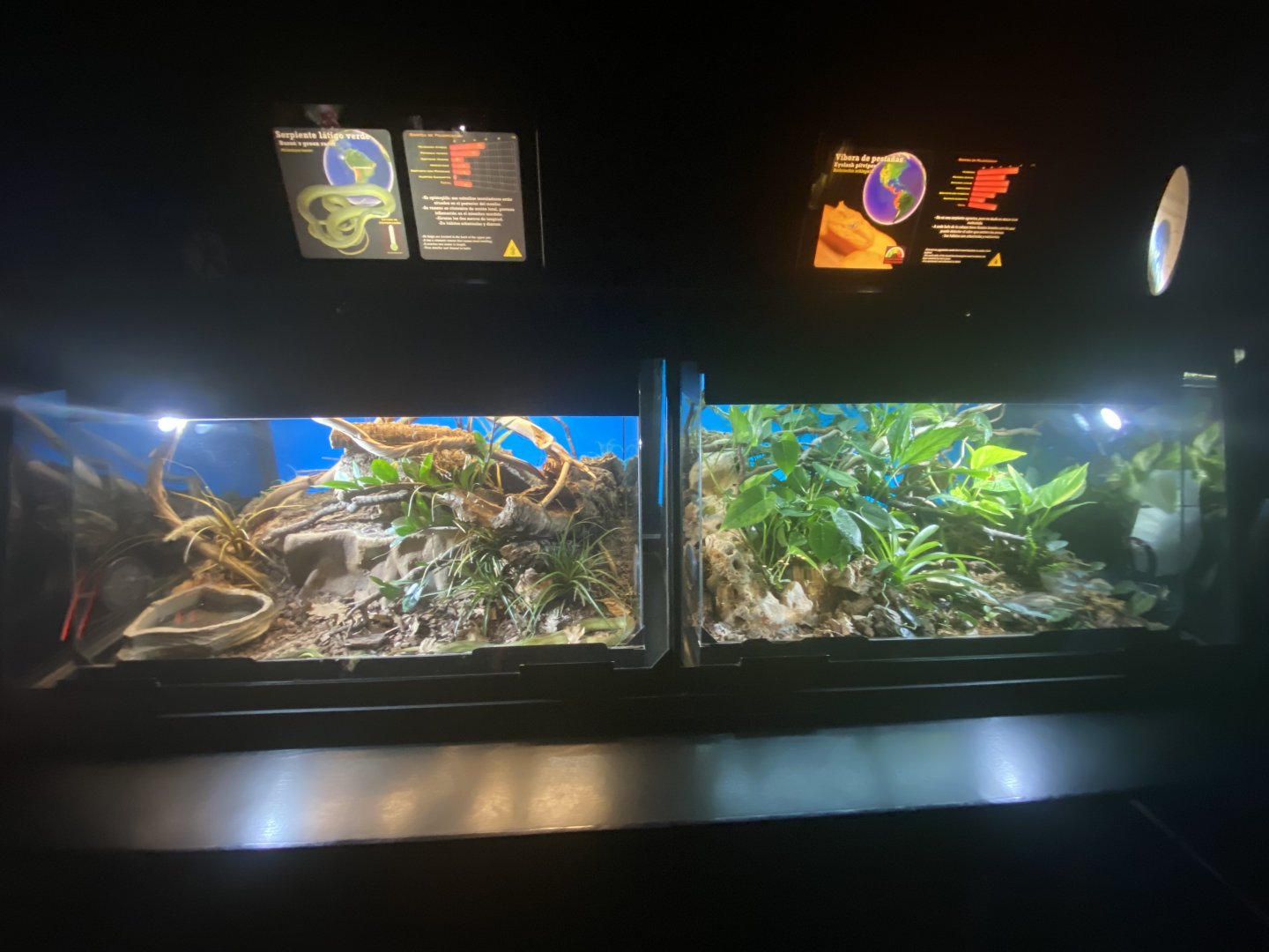 Green racer and eyelash viper exhibits