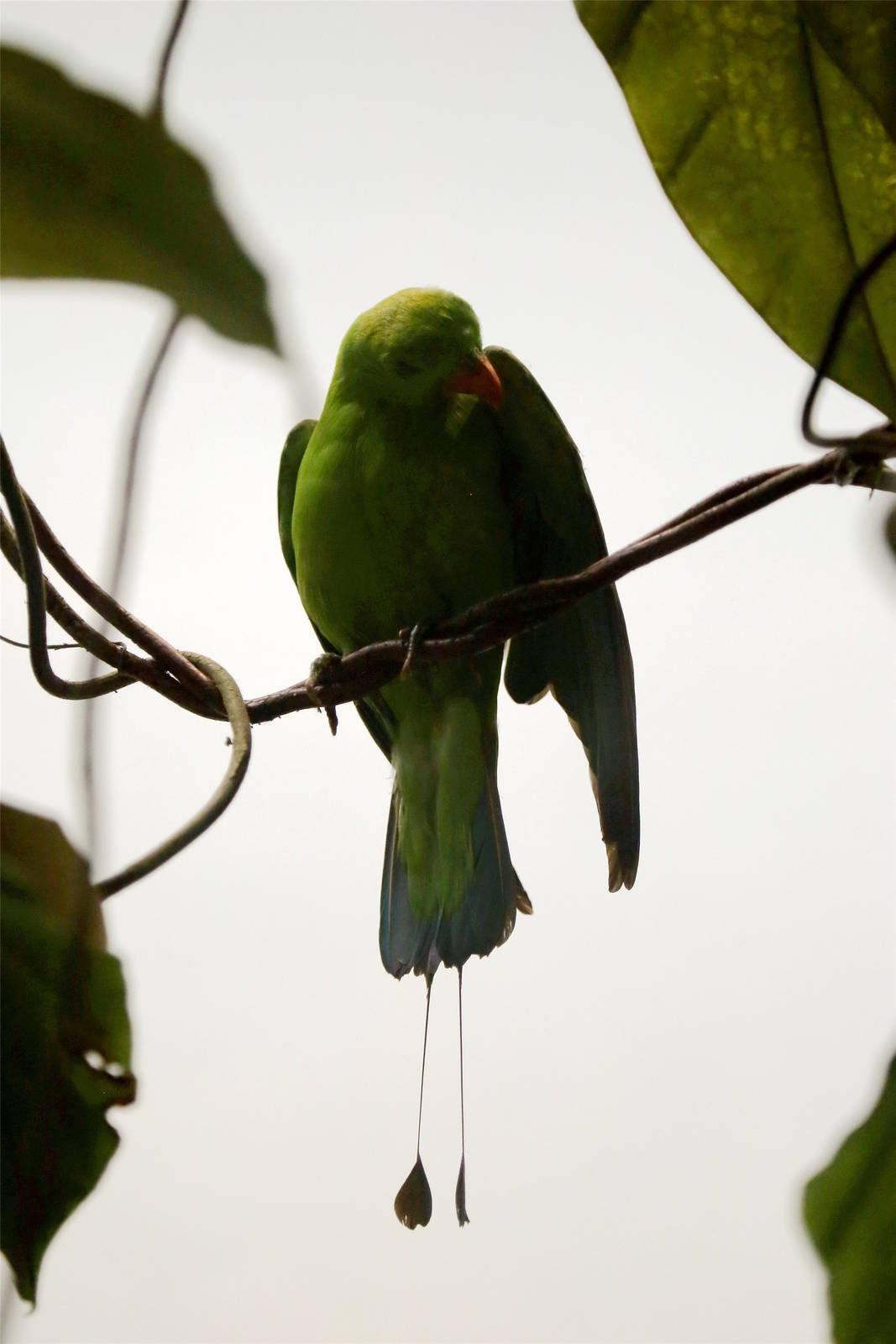 Green racket-tail (Prioniturus luconensis)