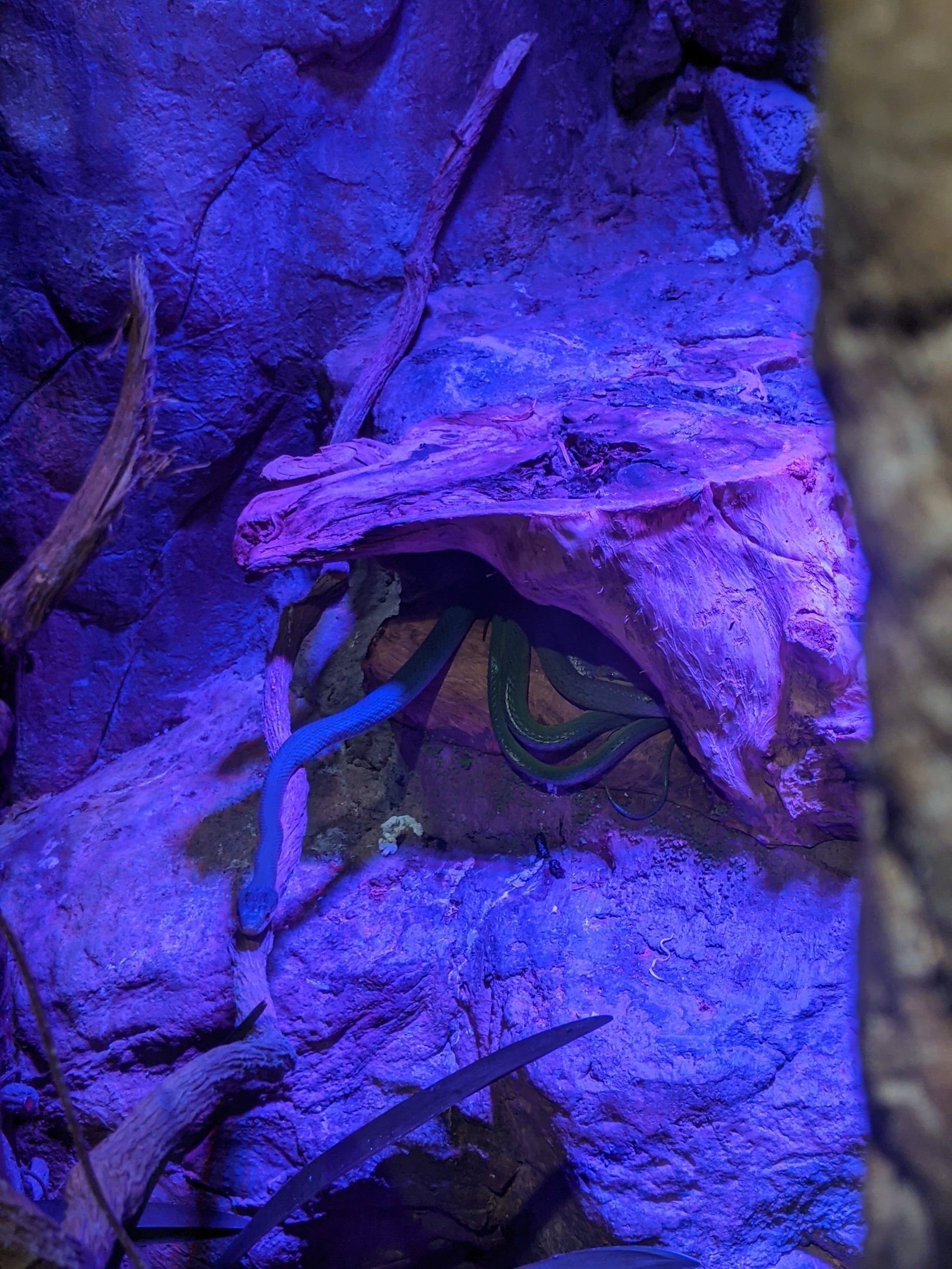 Green Rat Snake (Gonyosoma prasinum)