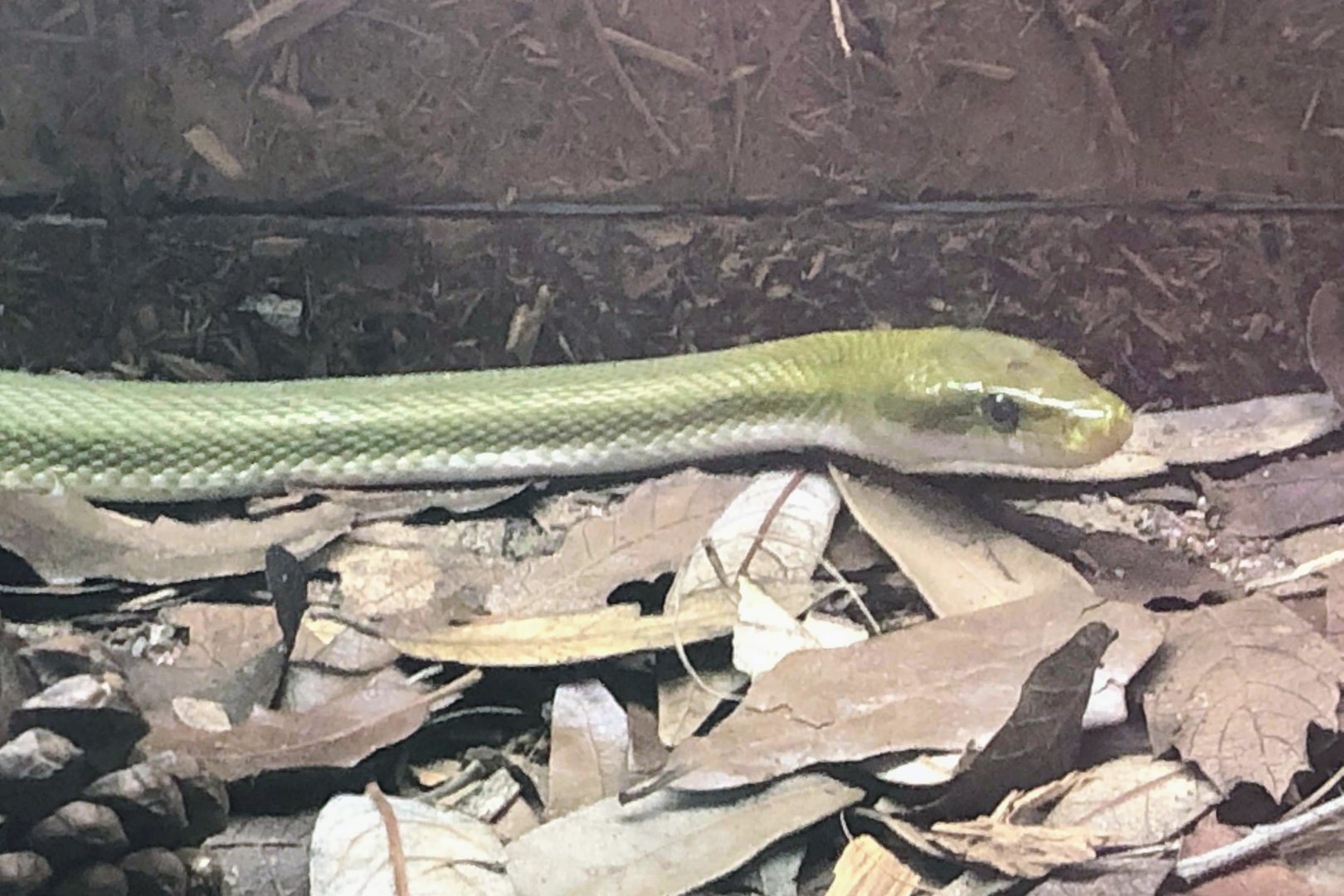 Green Rat Snake