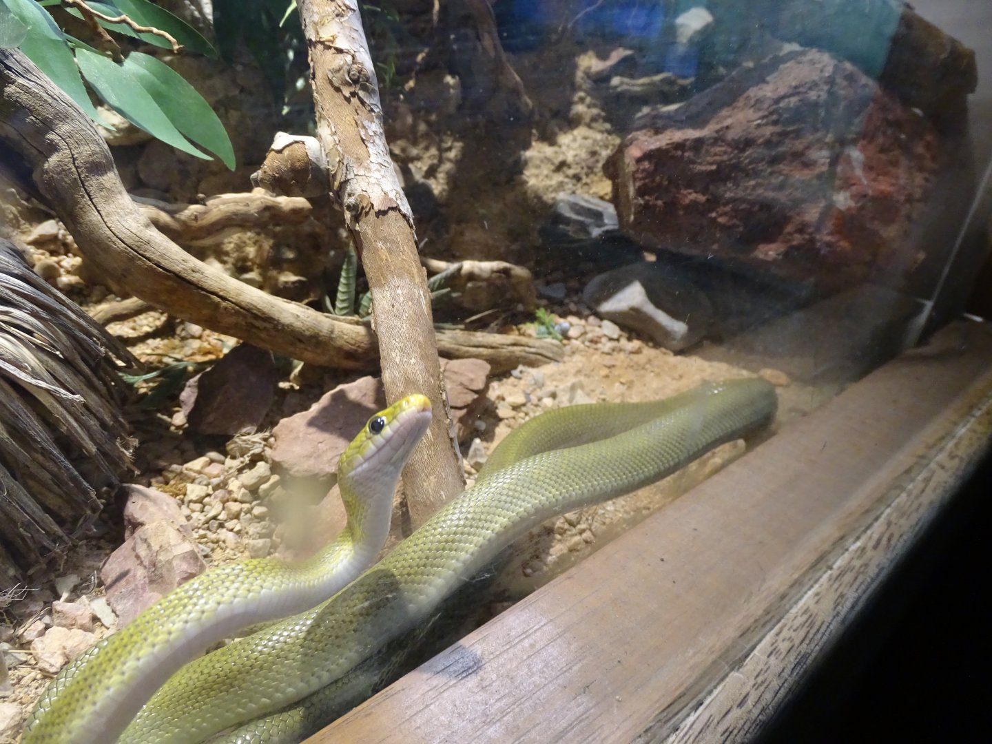 Green ratsnake (Gonyosoma oxycephalum)