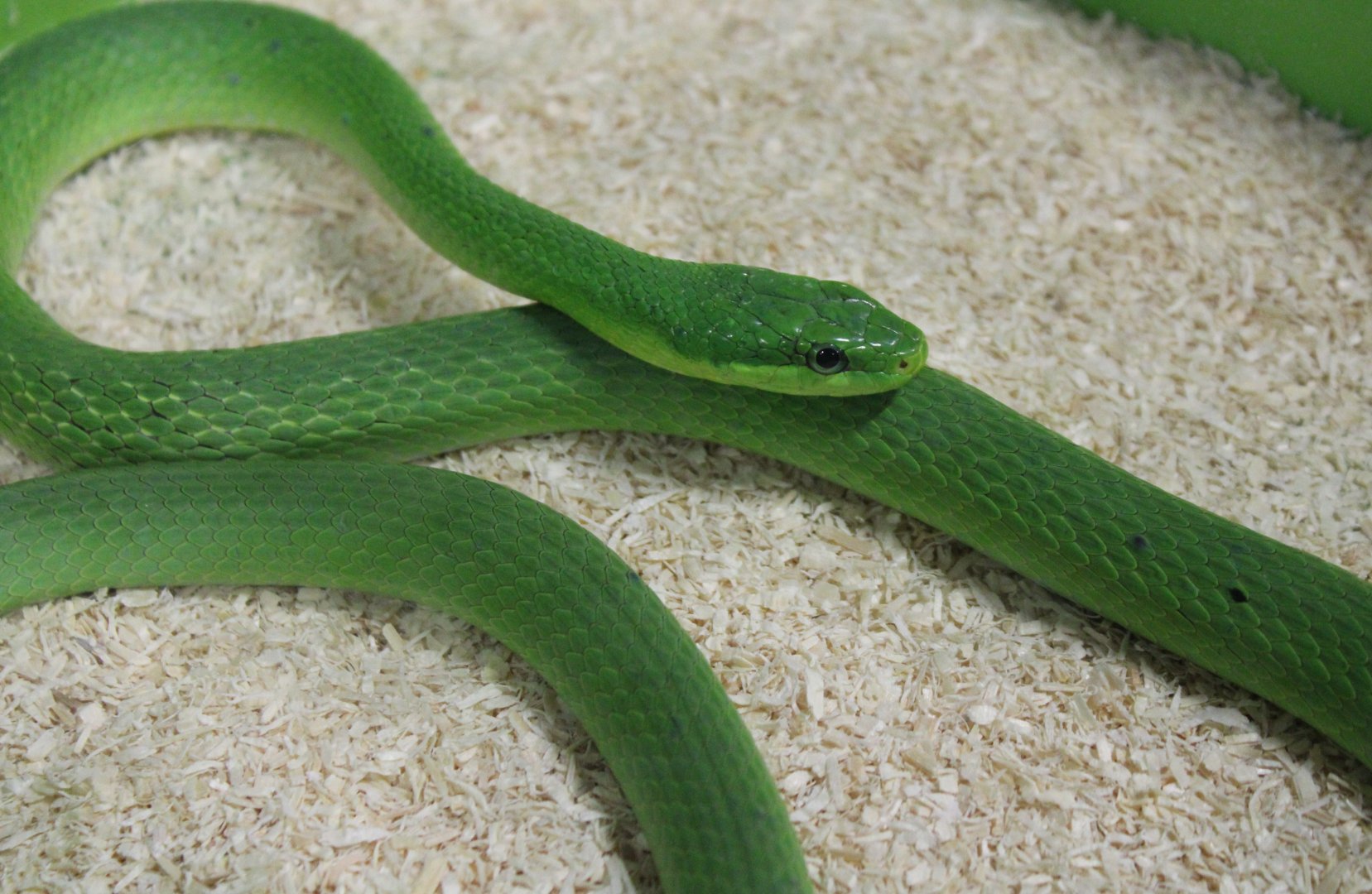 Green ratsnake - Gonyosoma prasinum
