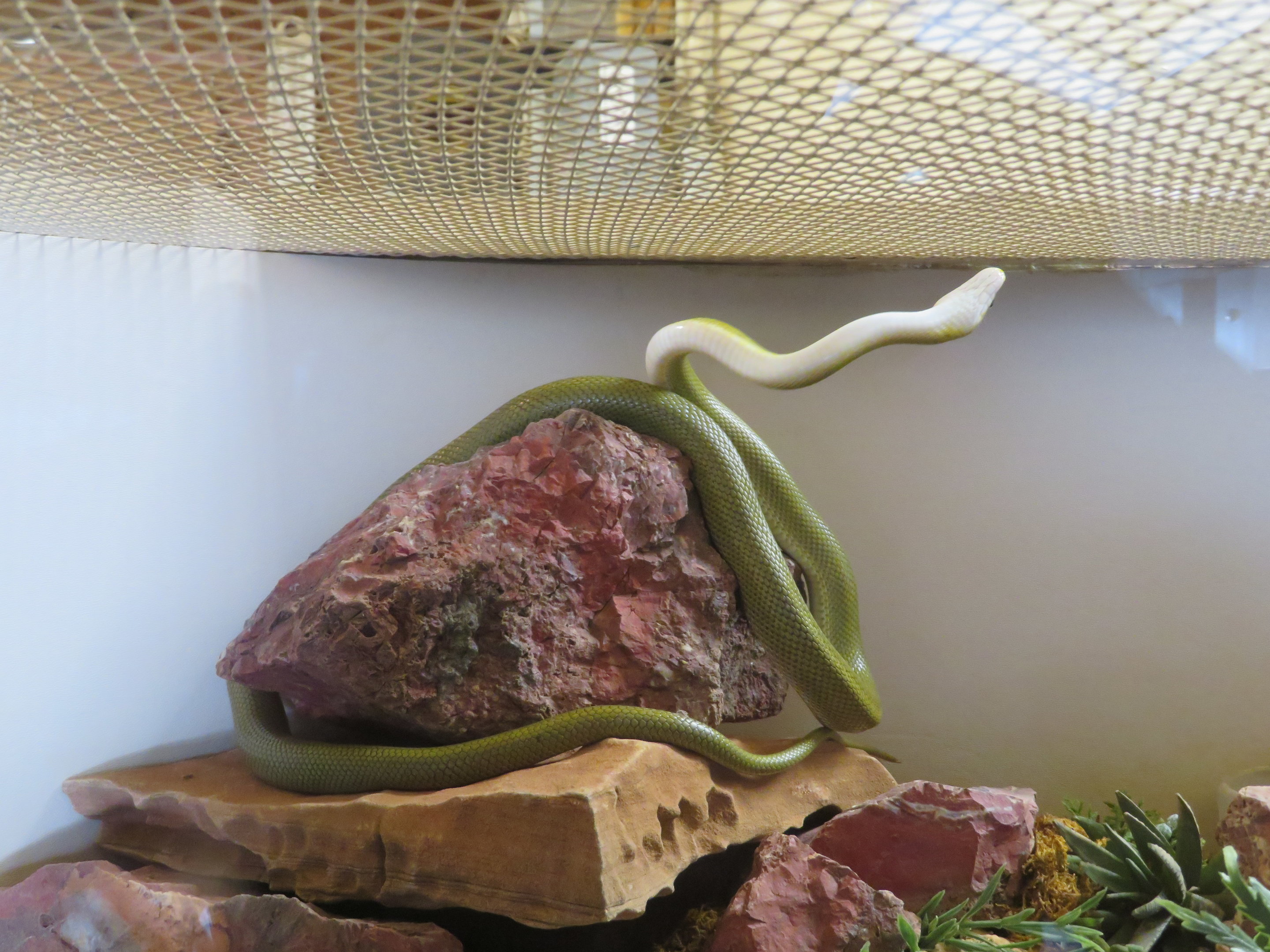 Green Ratsnake