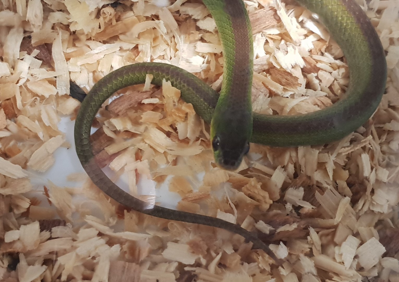 Green red-bellied snake - Erythrolamprus jaegeri