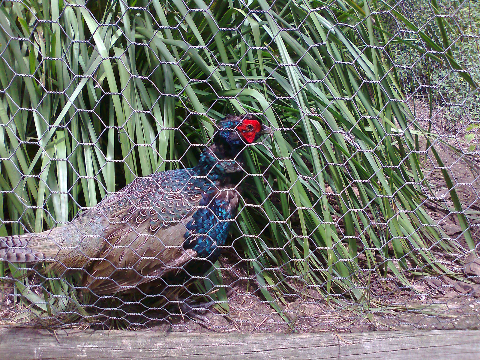 Green Ring-necked Pheasant