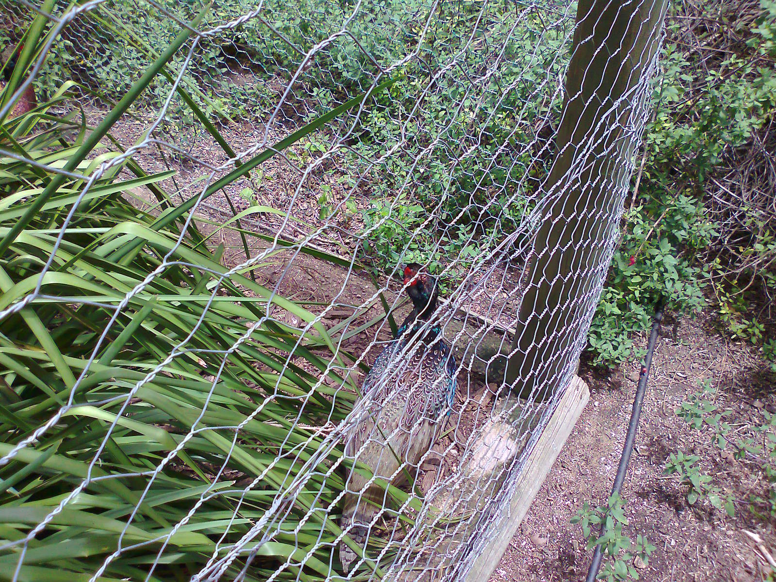 Green Ring-necked Pheasant