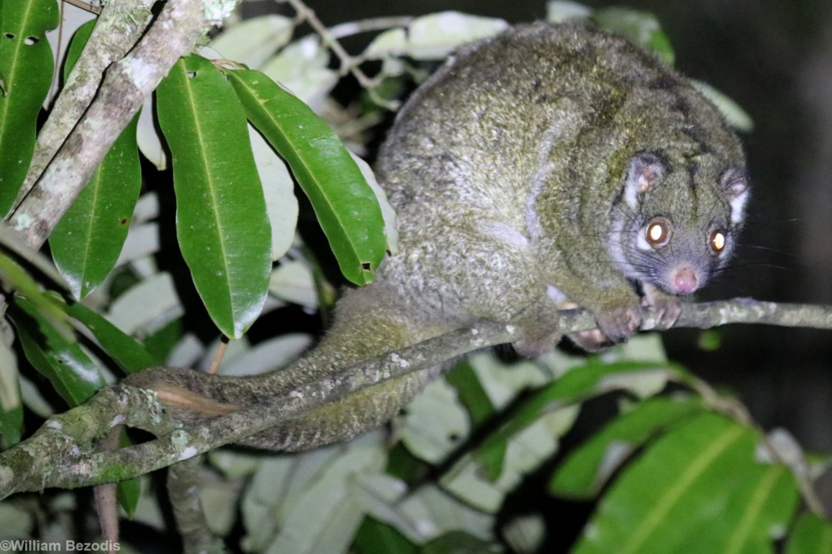 Green Ringtail Possum - Halloran's Crater