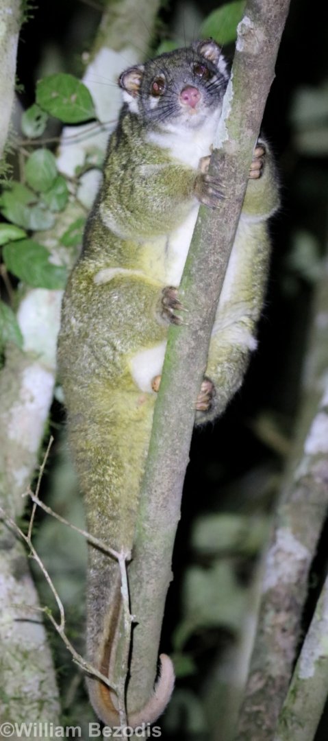 Green Ringtail Possum - Halloran's Crater