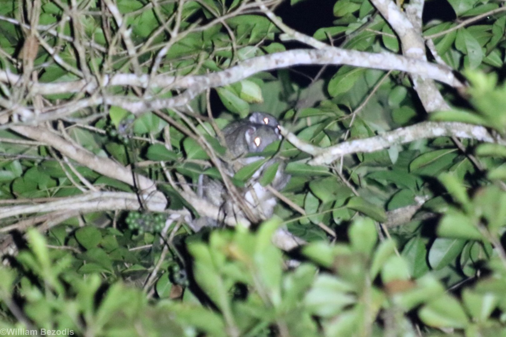 Green Ringtail Possum with Baby on Back - Kingfisher Park