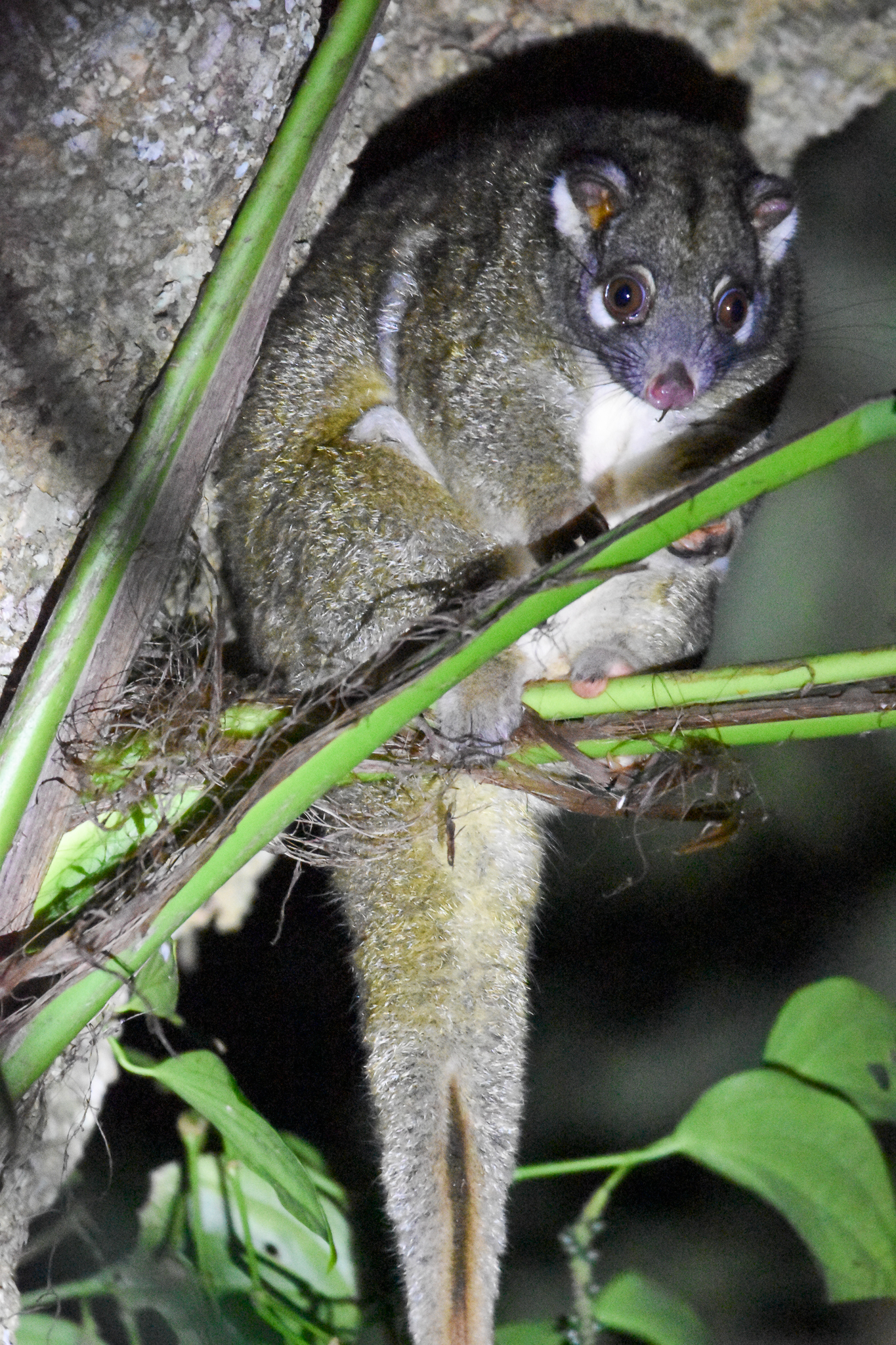 Green Ringtail Possum