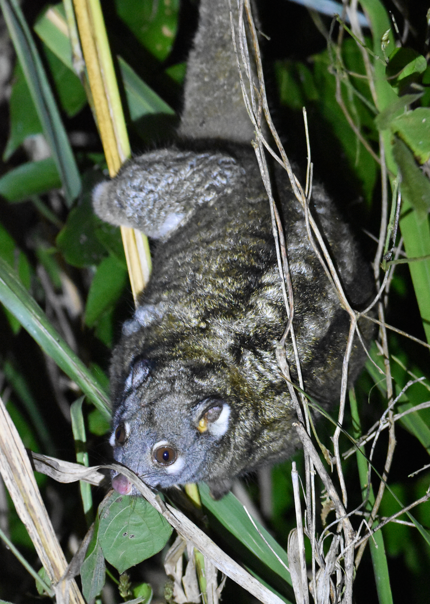 Green Ringtail Possum