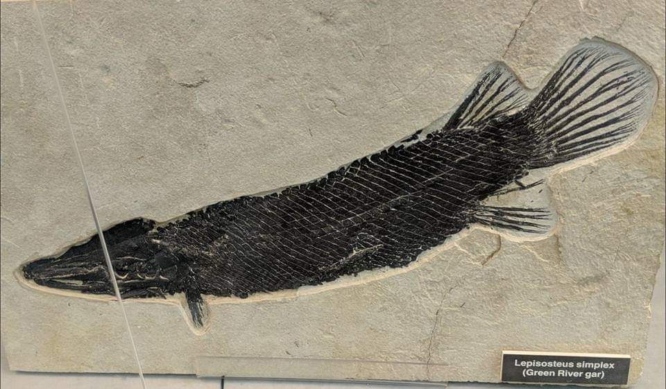 Green River gar (Lepisosteus simplex)