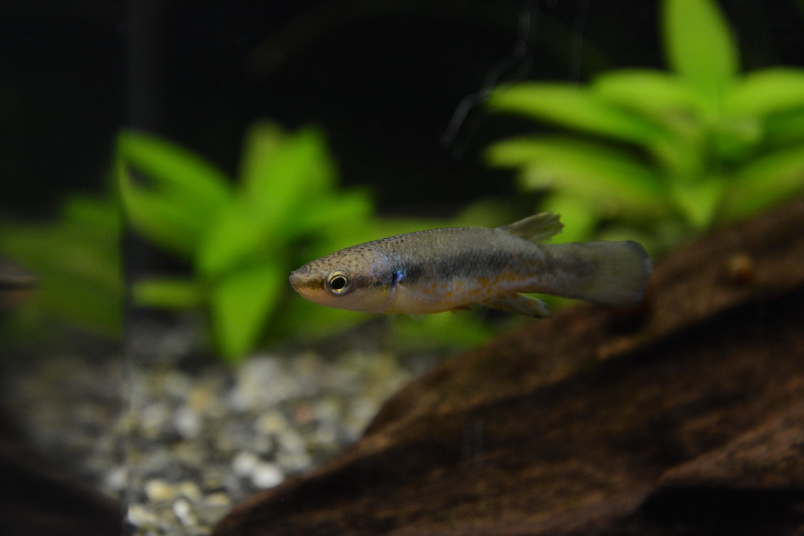 Green rivulus (Rivulus cylindraceus)