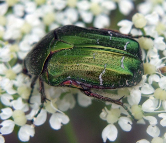 Green Rose Chafer (Cetonia aurata)