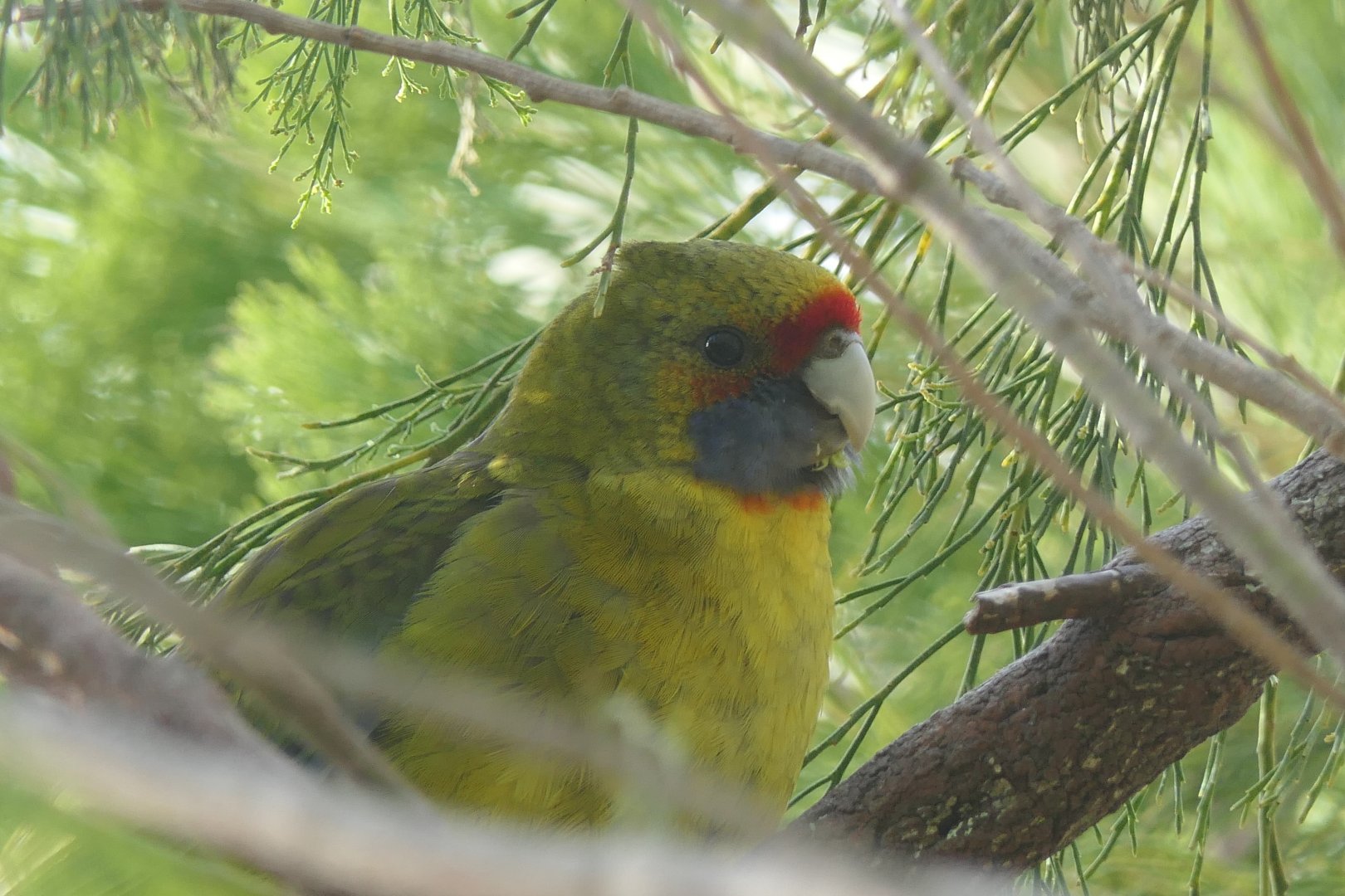 Green Rosella (Platycercus caledonica)