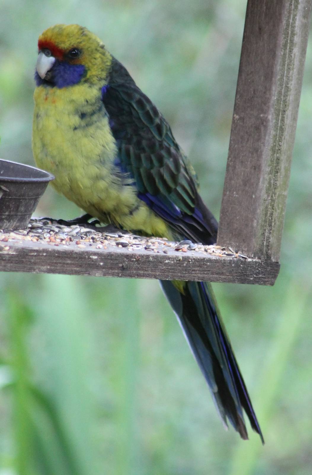 Green rosella