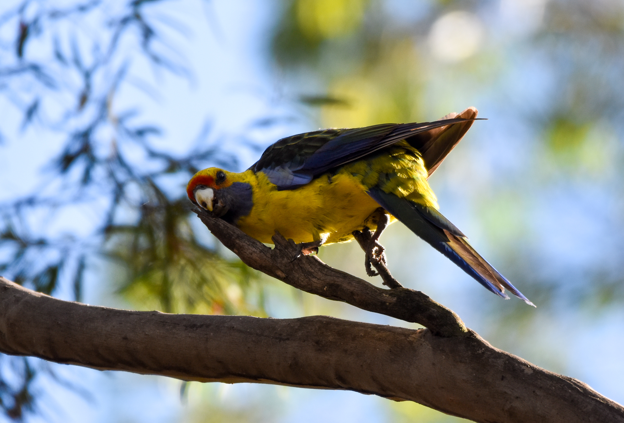 Green Rosella