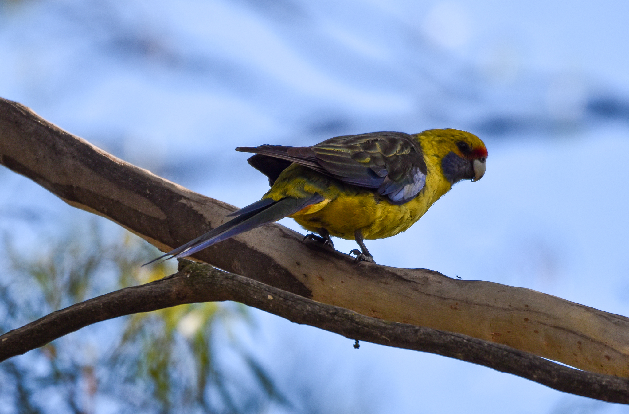 Green Rosella