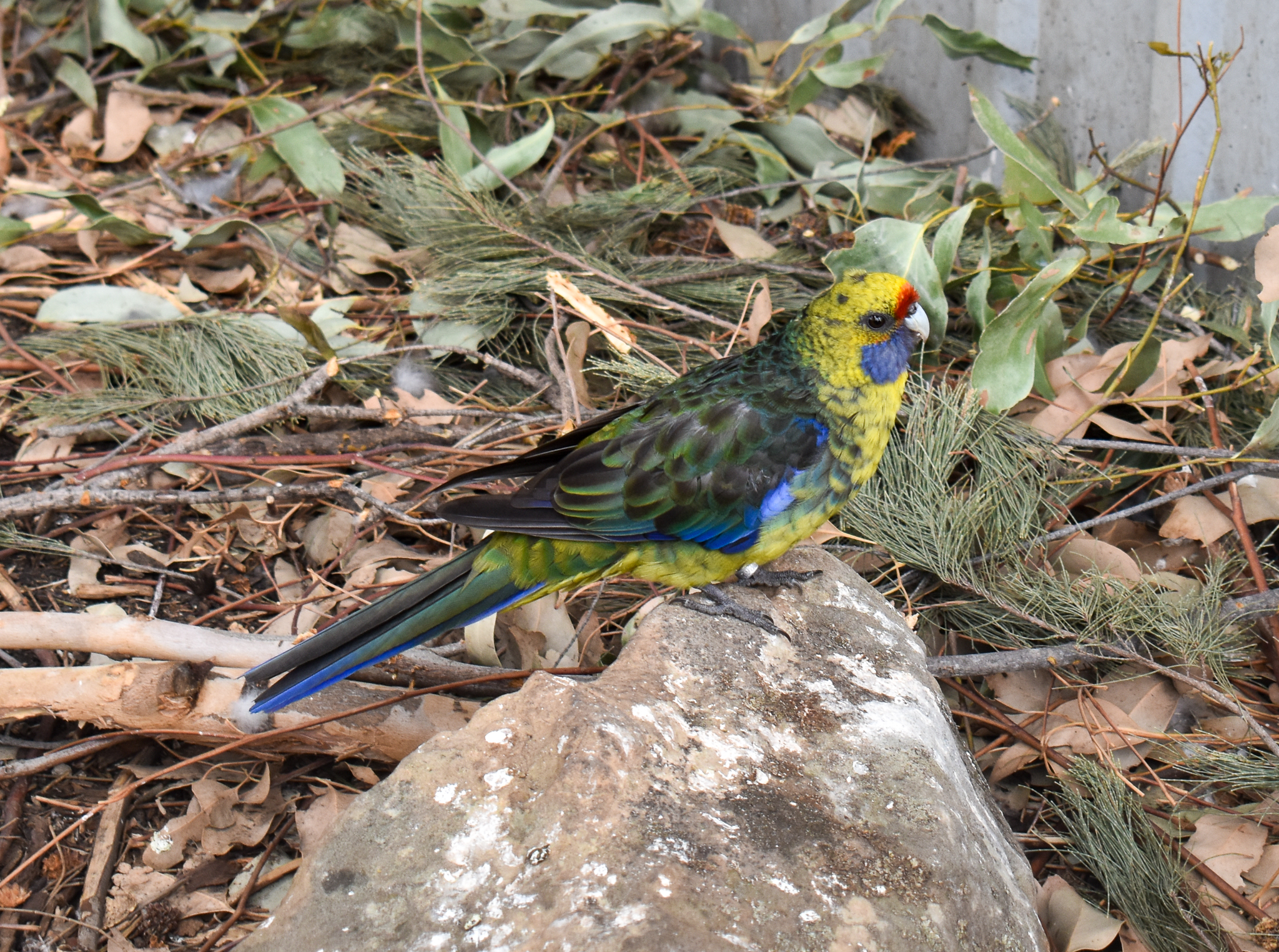 Green Rosella