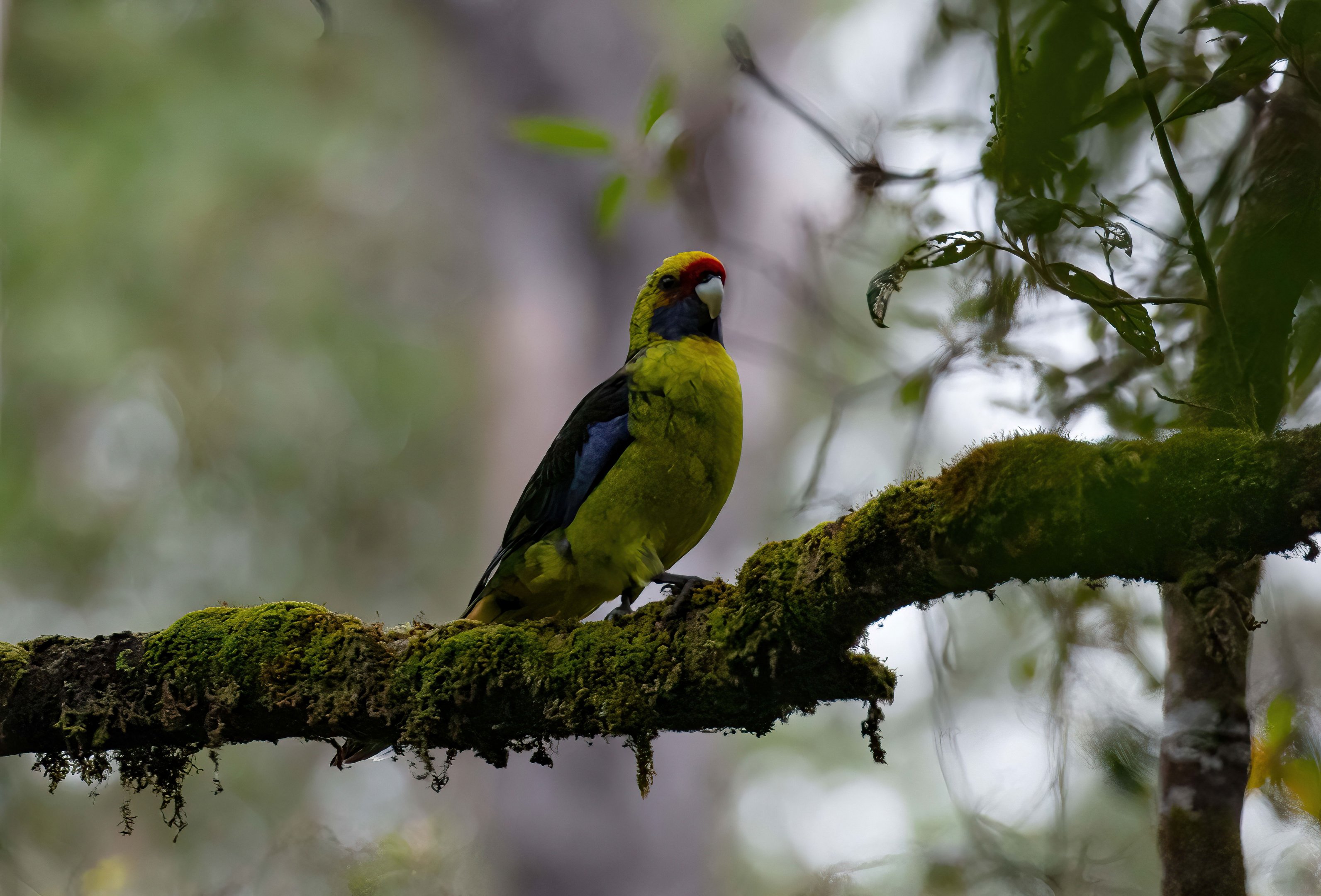 Green Rosella