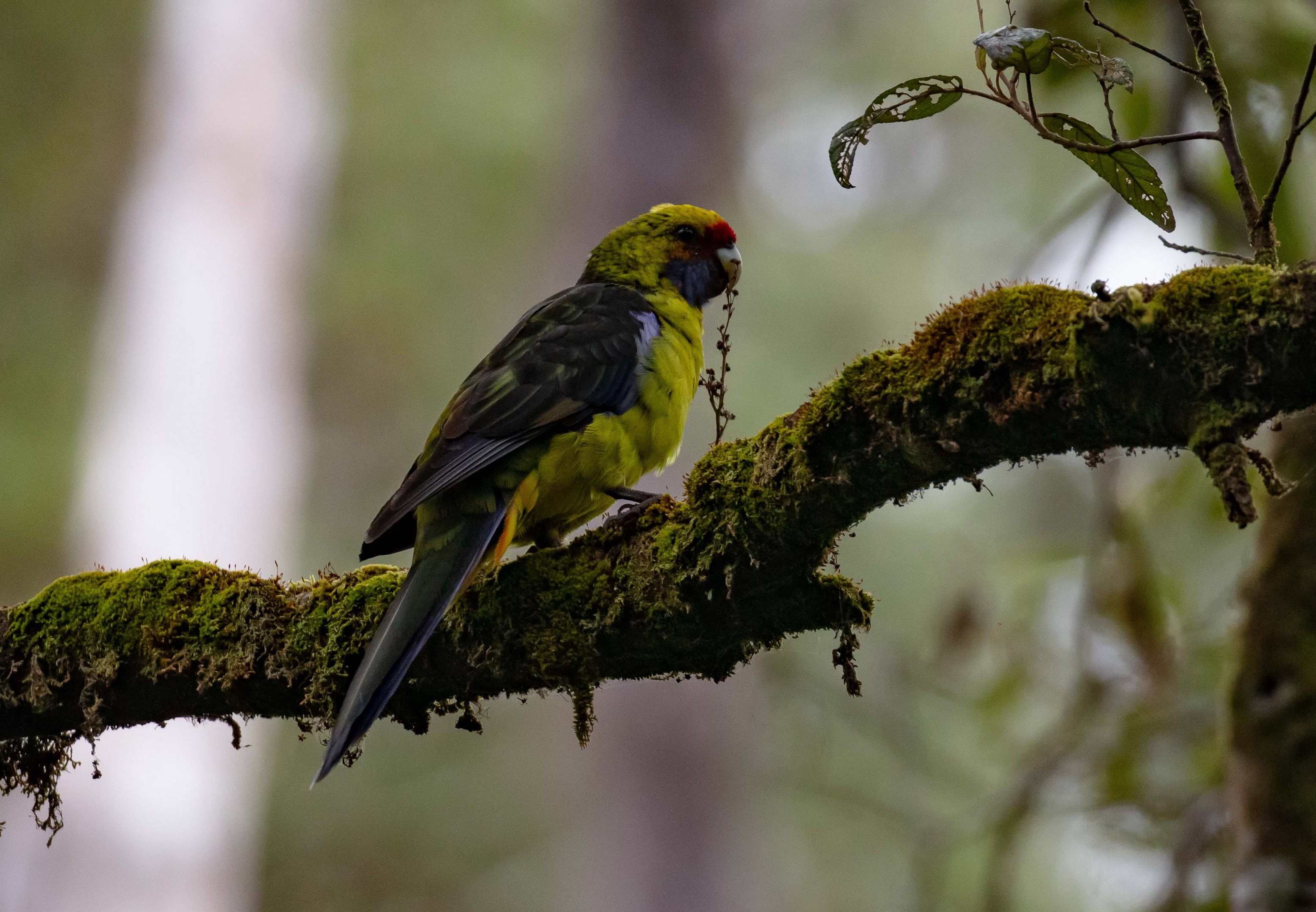 Green Rosella