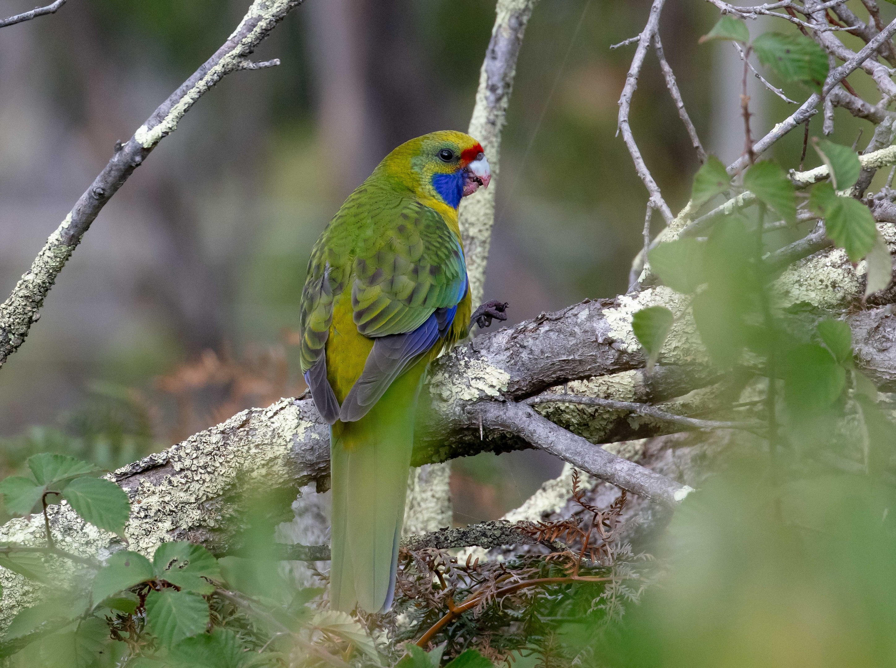 Green Rosella