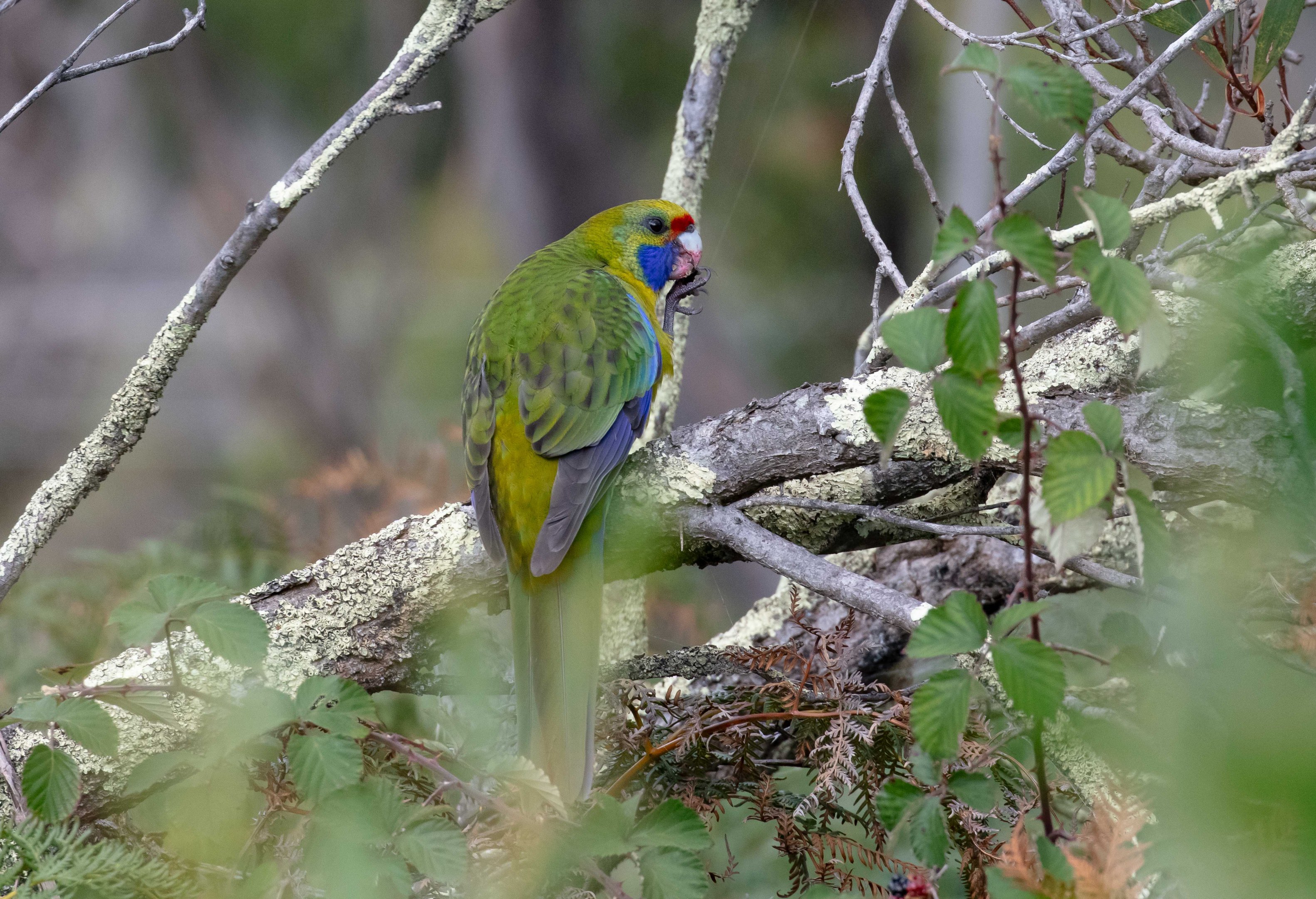 Green Rosella