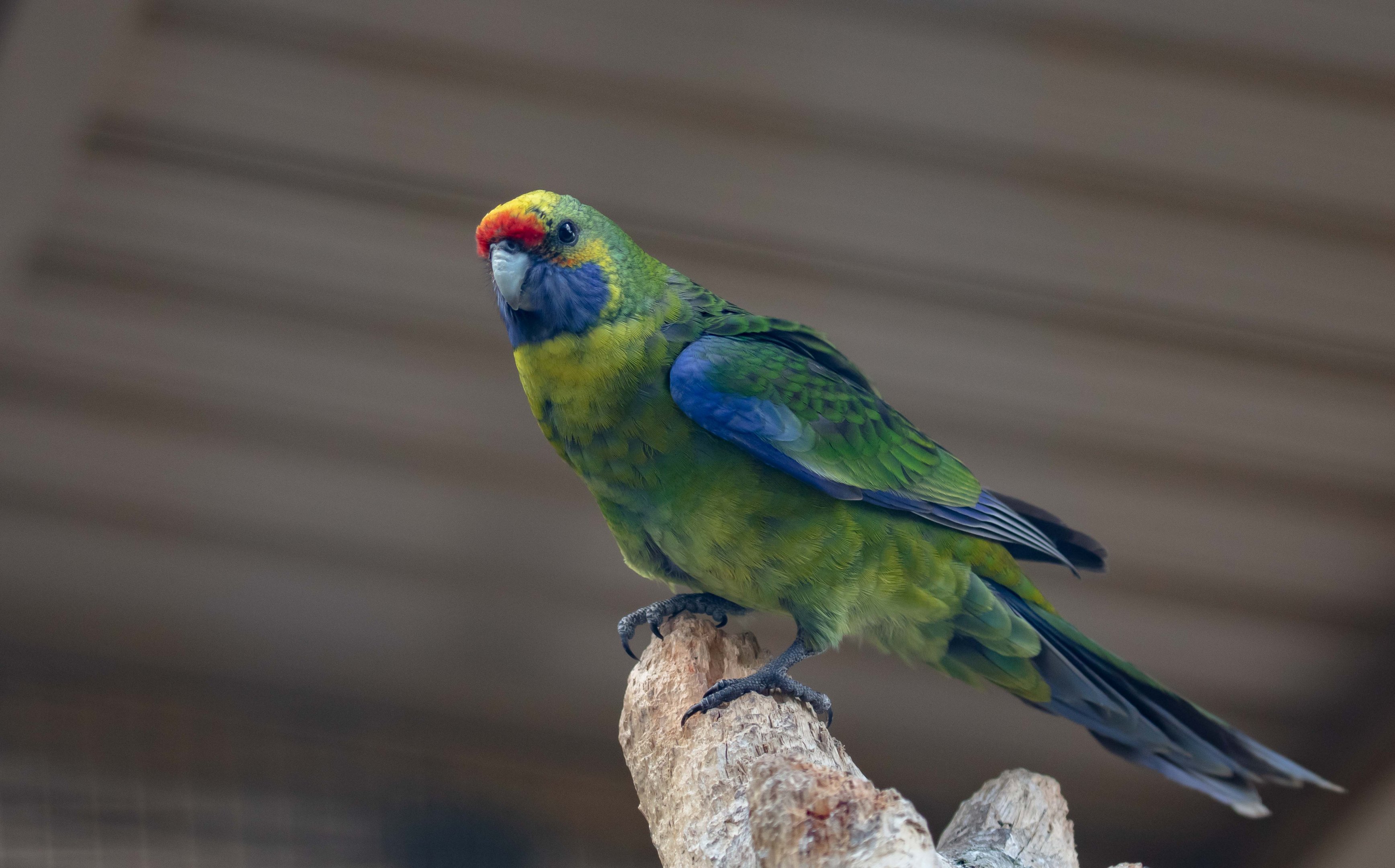 Green Rosella