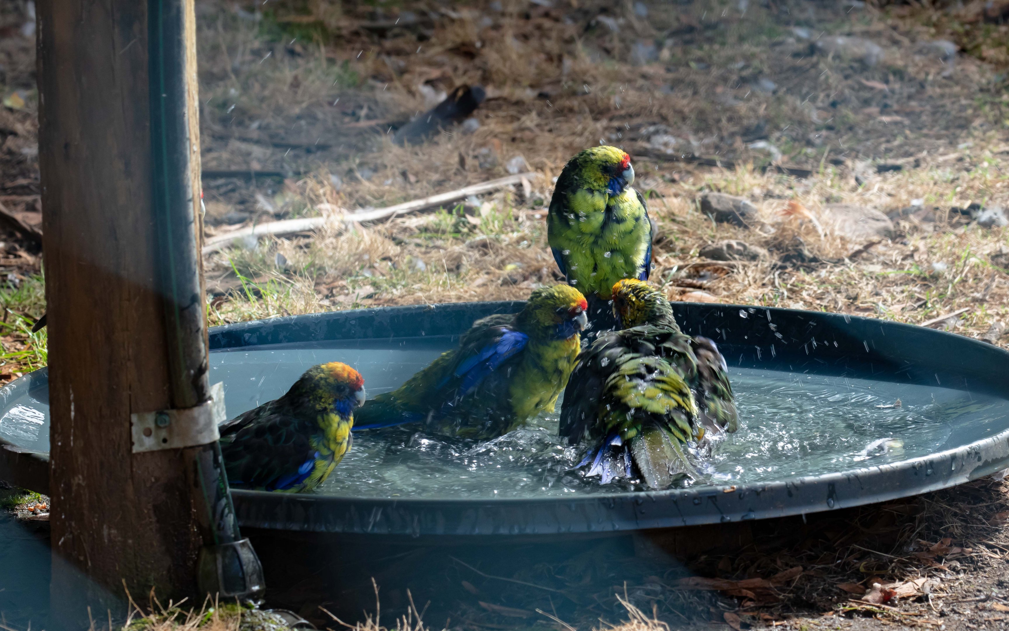 Green Rosella