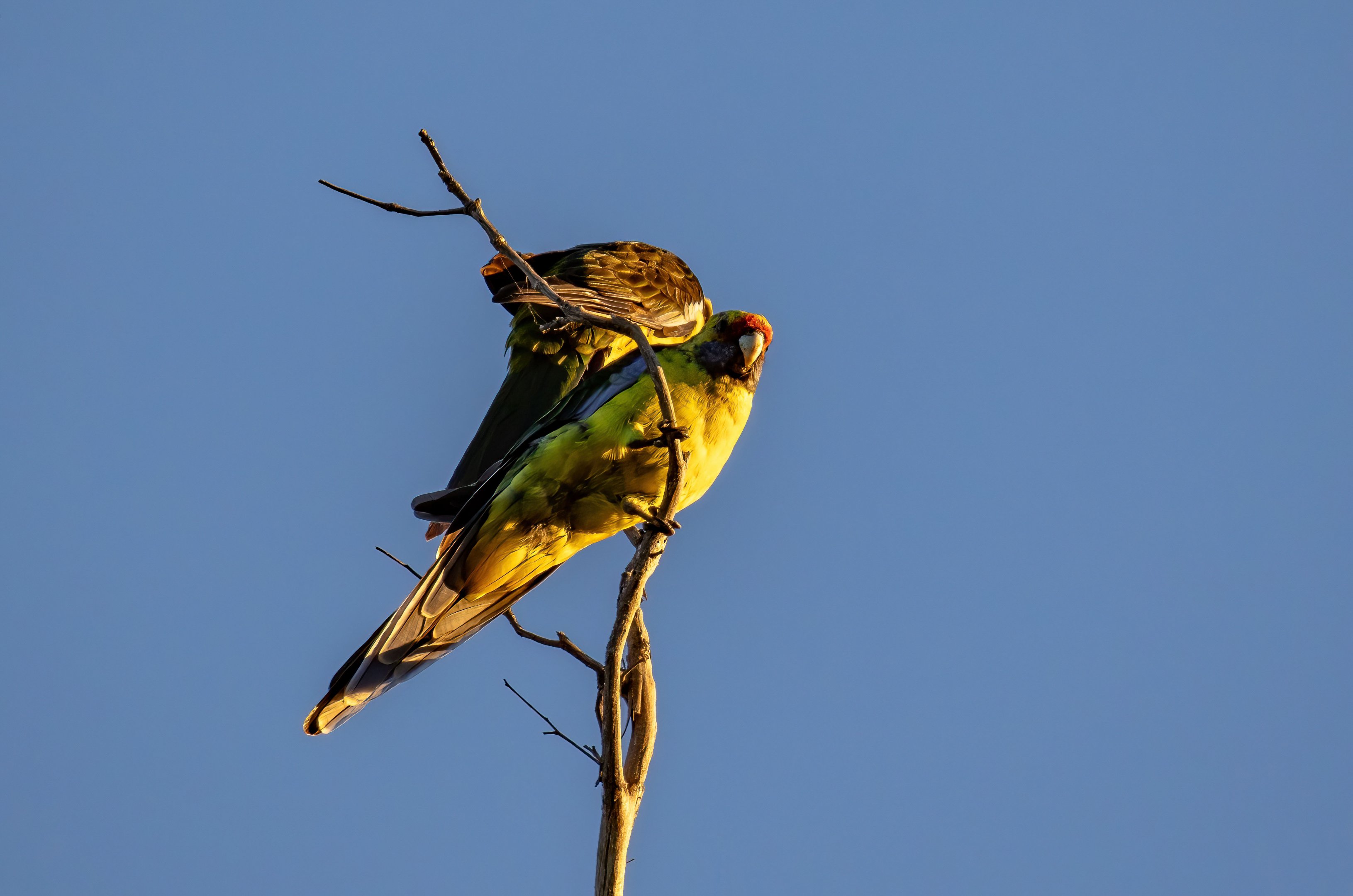 Green Rosellas