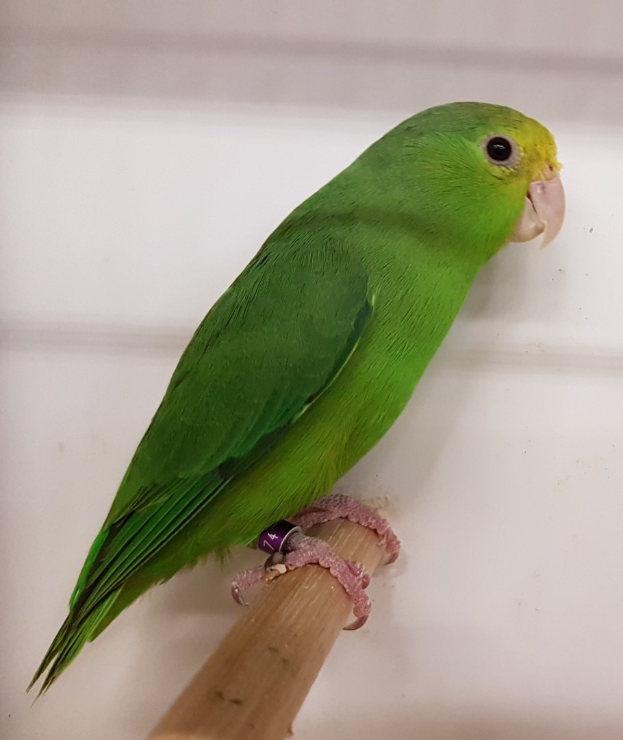 Green-rumped parrotlet - female