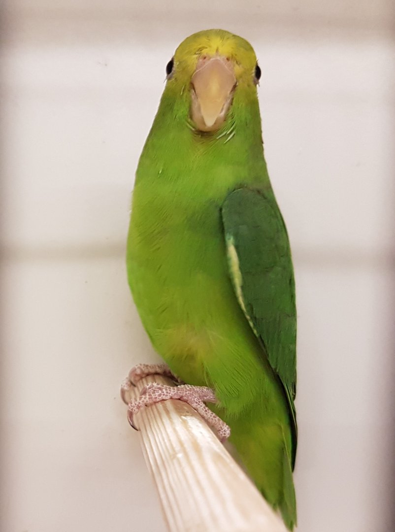 Green-rumped parrotlet - female