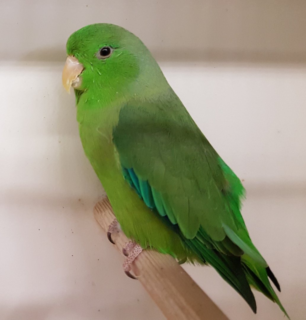 Green-rumped parrotlet - male