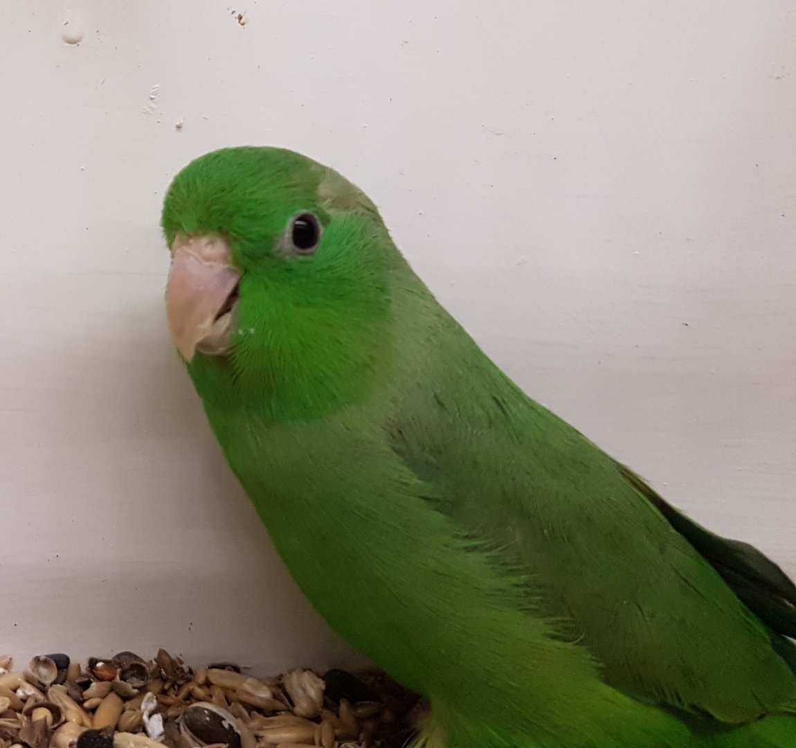 Green-rumped parrotlet -male