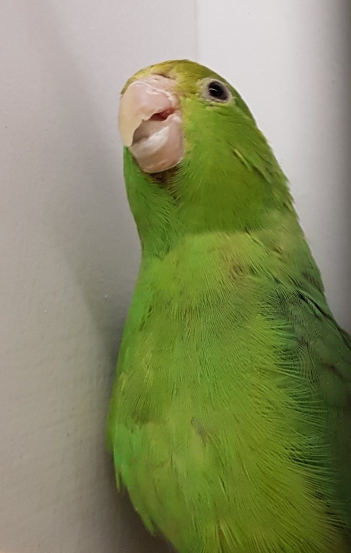 Green-rumped parrotlet ssp deliciosus