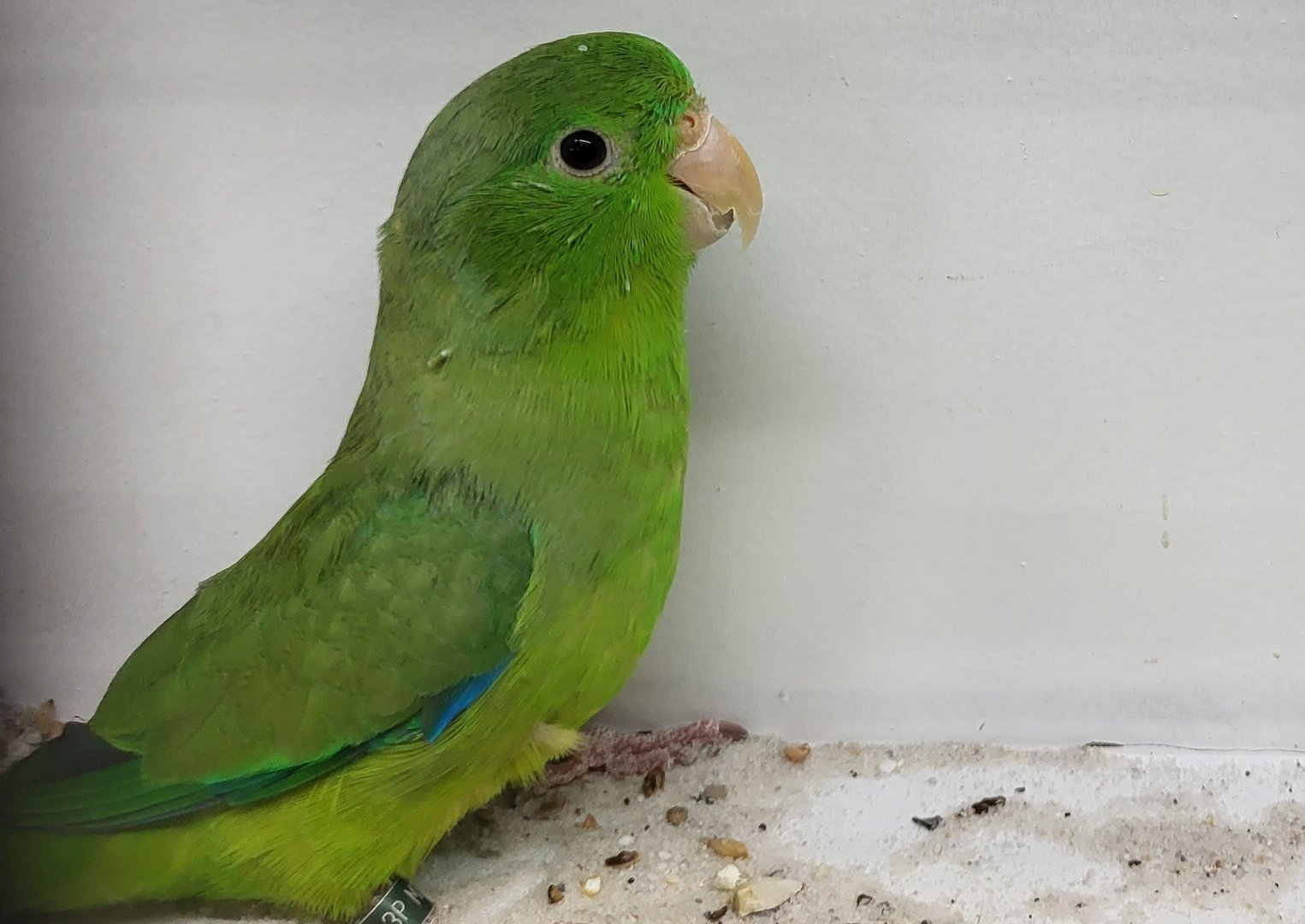 Green-rumped parrotlet subspecies deliciosus - male