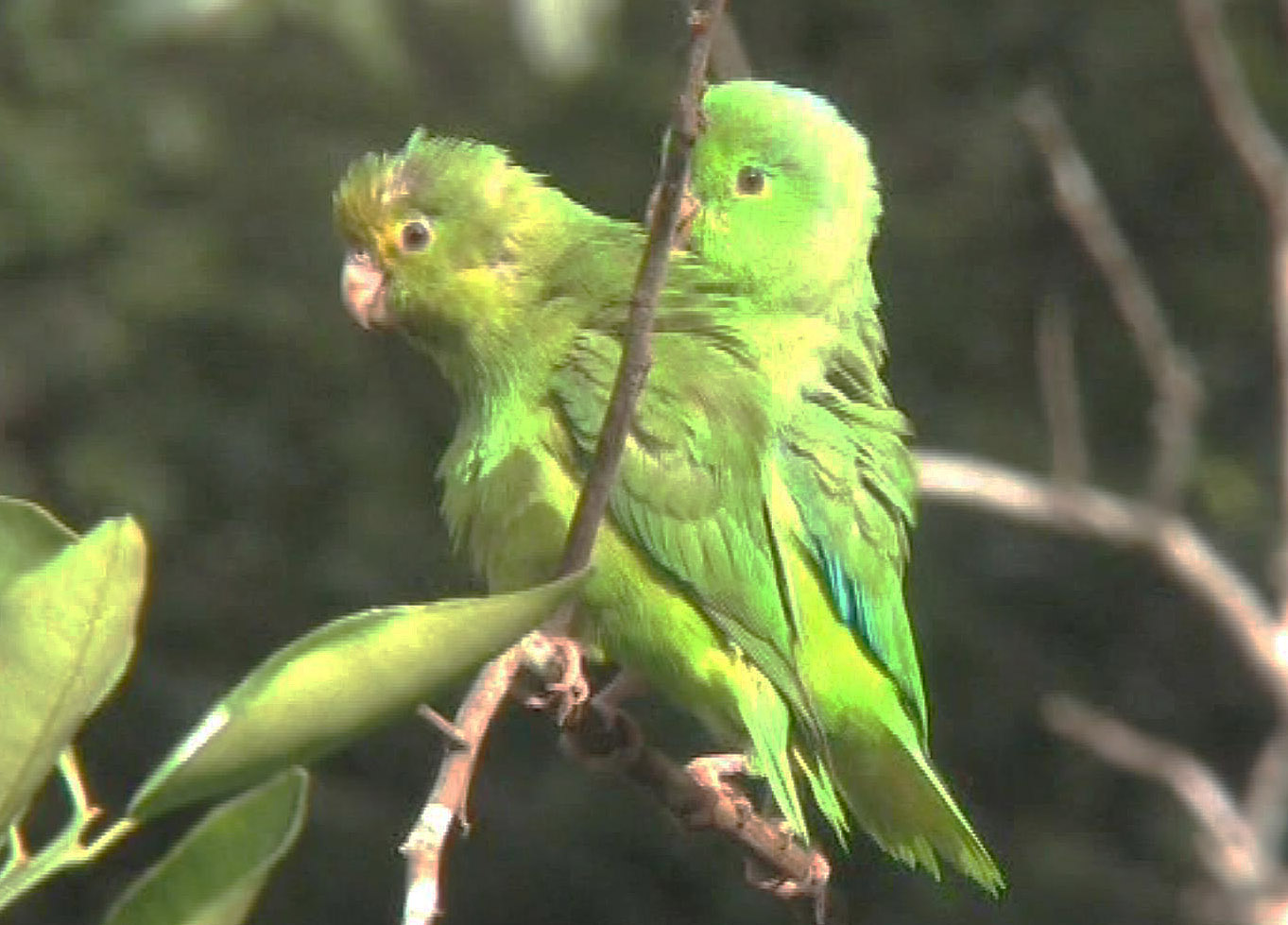 Green-rumped parrotlets