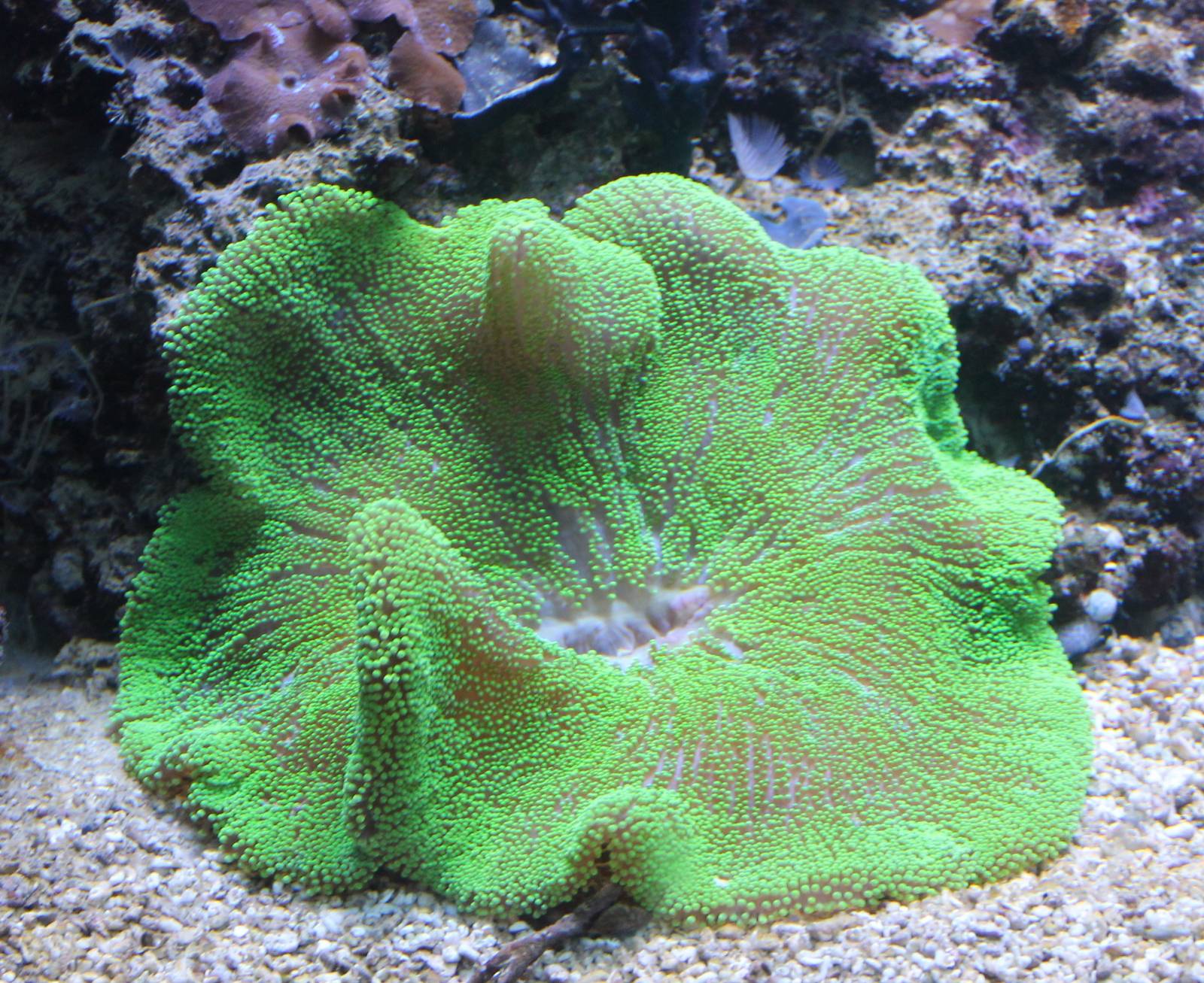 Green Saddle Anemone (Stichodactyla haddoni)