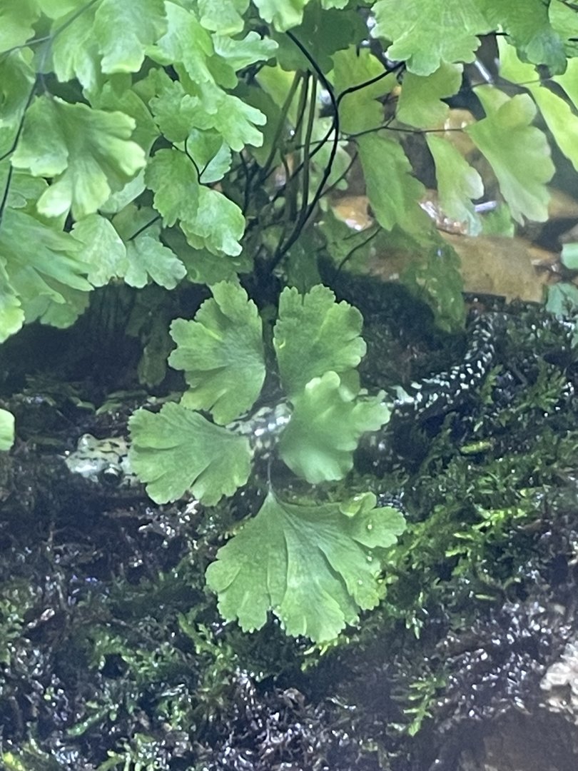 Green salamander (Aneides aeneus)